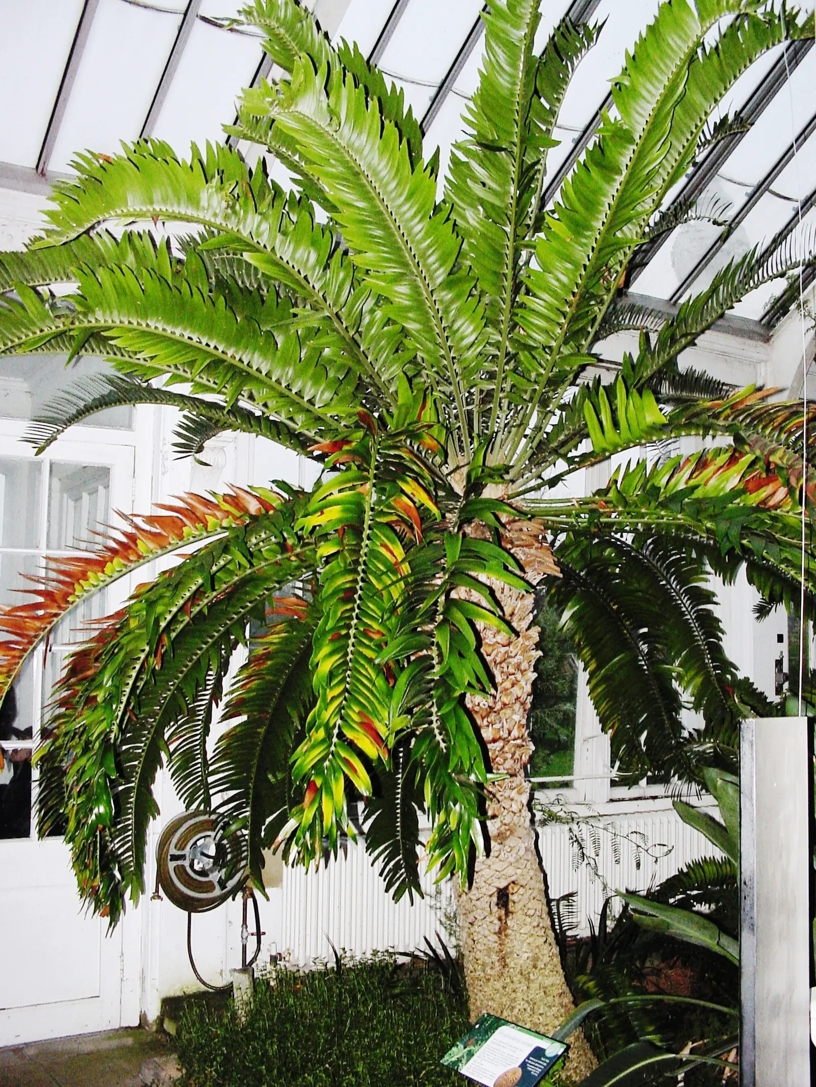 Bread Palm (Encephalartos Altensteinii) — It thrives in USDA hardiness zones 9 to 11 and prefers full sun to light shade, along with well-drained, image 101
