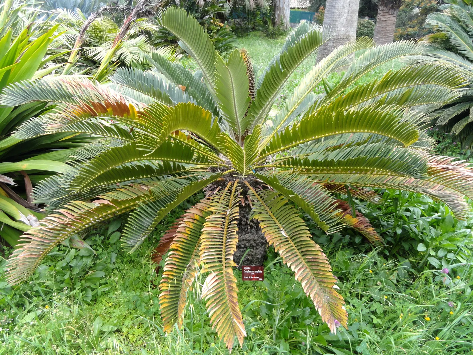 Bread Palm (Encephalartos Altensteinii) — consider its eventual size and incorporate sufficient space to accommodate its wide leaf spread; it pairs, image 107