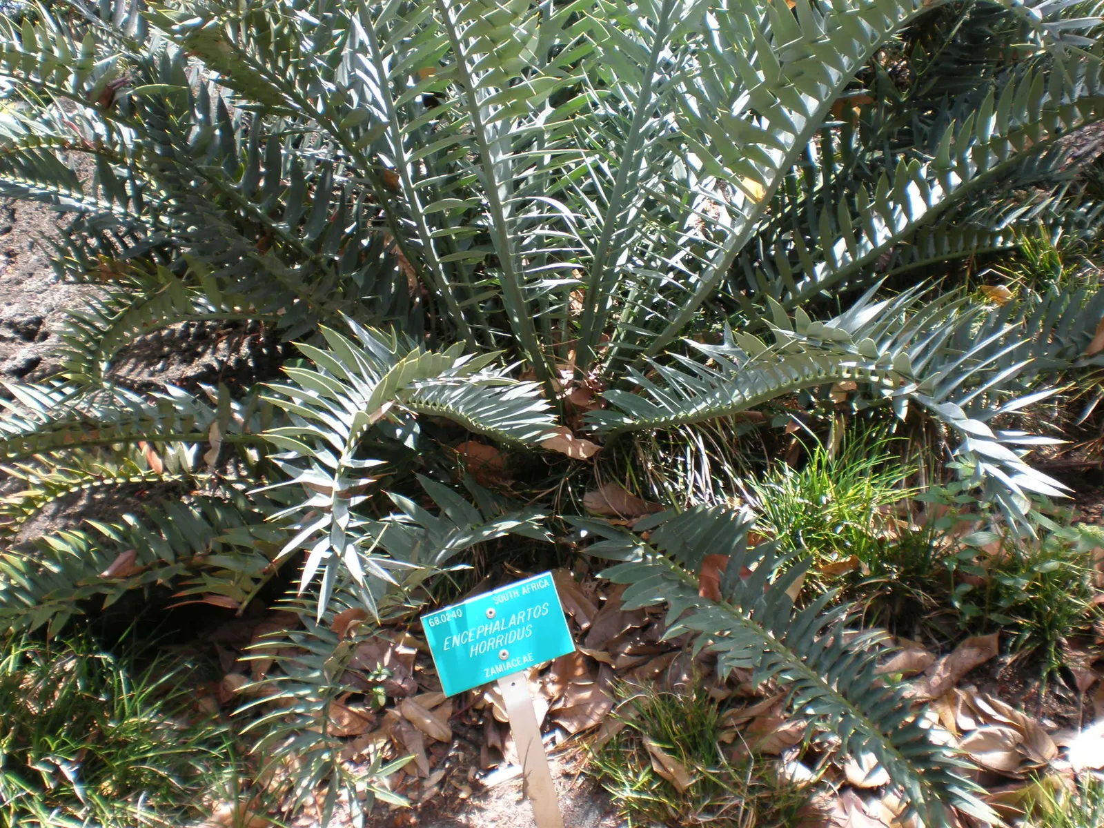 Bread Palm (Encephalartos Altensteinii) — which can grow to 2 feet in diameter; supports a crown of attractive, image 118