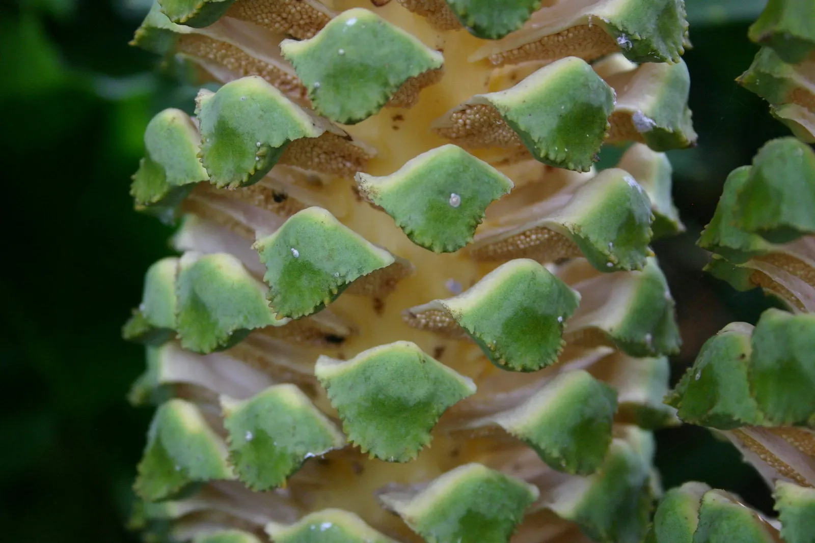 Bread Palm (Encephalartos Altensteinii) — commonly known as the Bread Palm or Eastern Cape Giant Cycad
