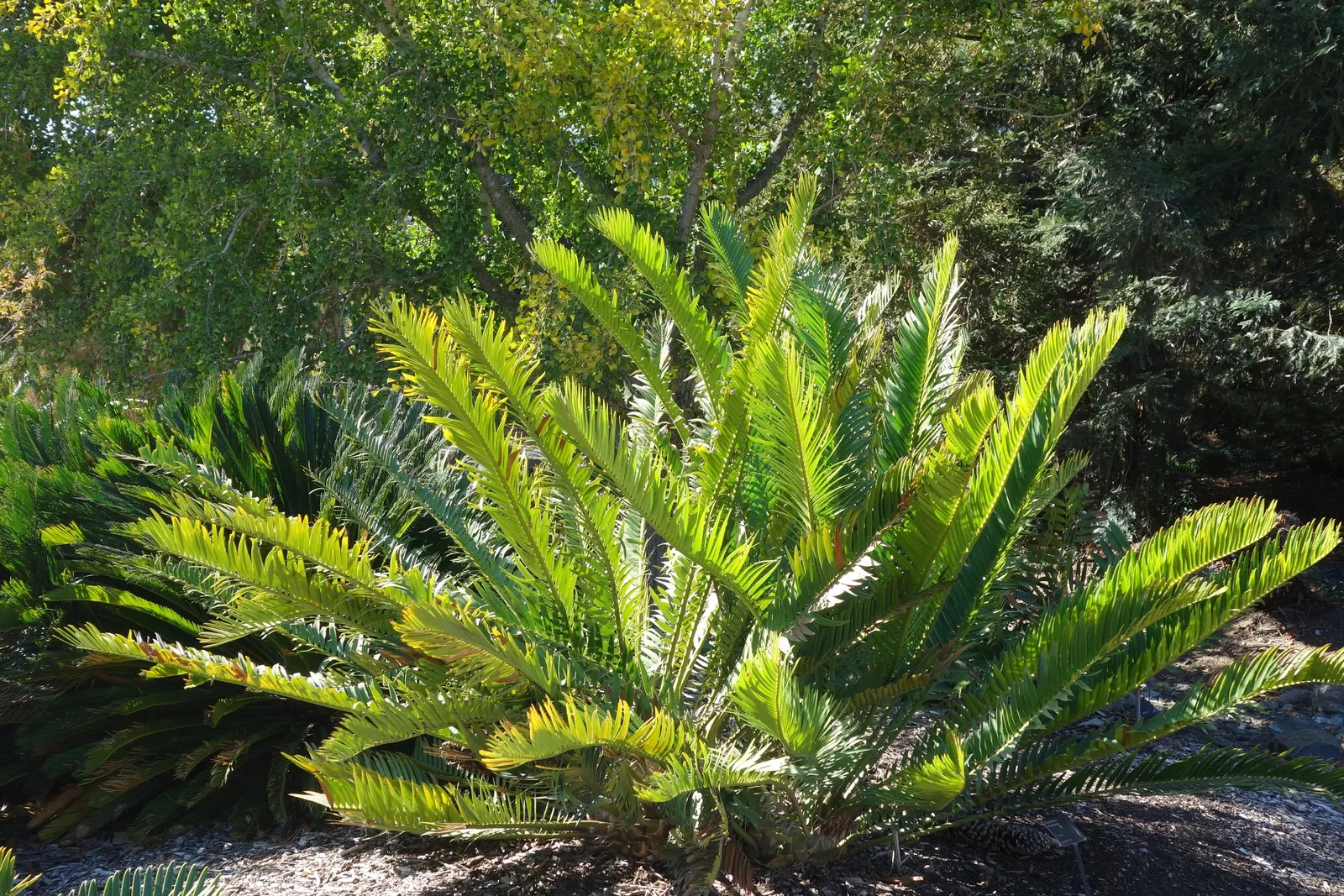 Bread Palm (Encephalartos Altensteinii) — Cold-tolerant to around 20-25&deg;F, it's an impressive, slow-growing specimen for warm regions; when, image 113