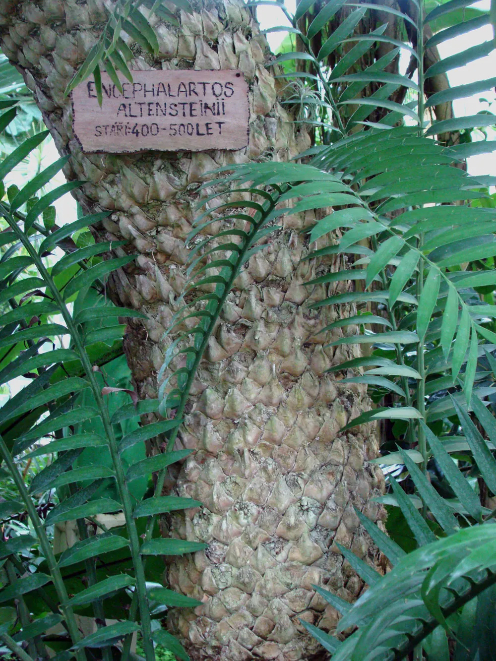 Bread Palm (Encephalartos Altensteinii) — palm for half or shade; consider its eventual size and incorporate sufficient space to accommodate its, image 110