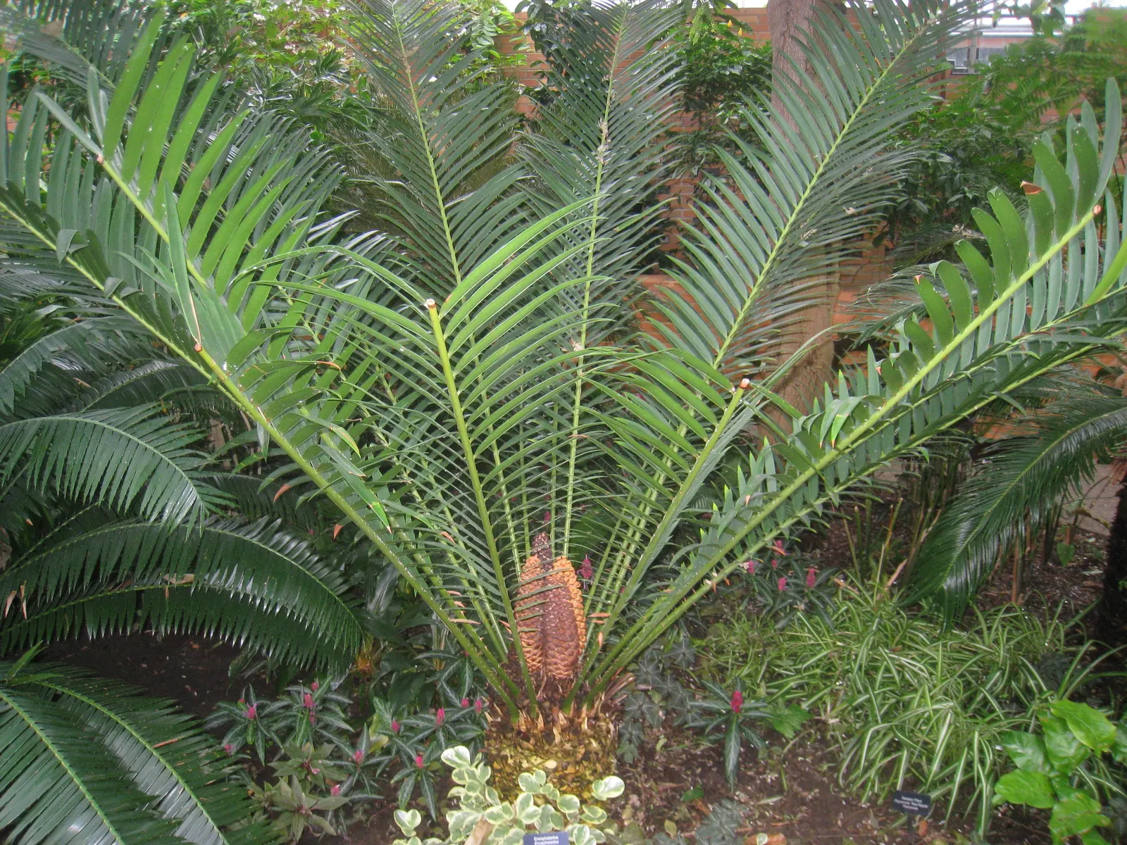 Bread Palm (Encephalartos Altensteinii) — It thrives in well-drained soil, preferring full to partial sun exposure; often praised for its, image 156