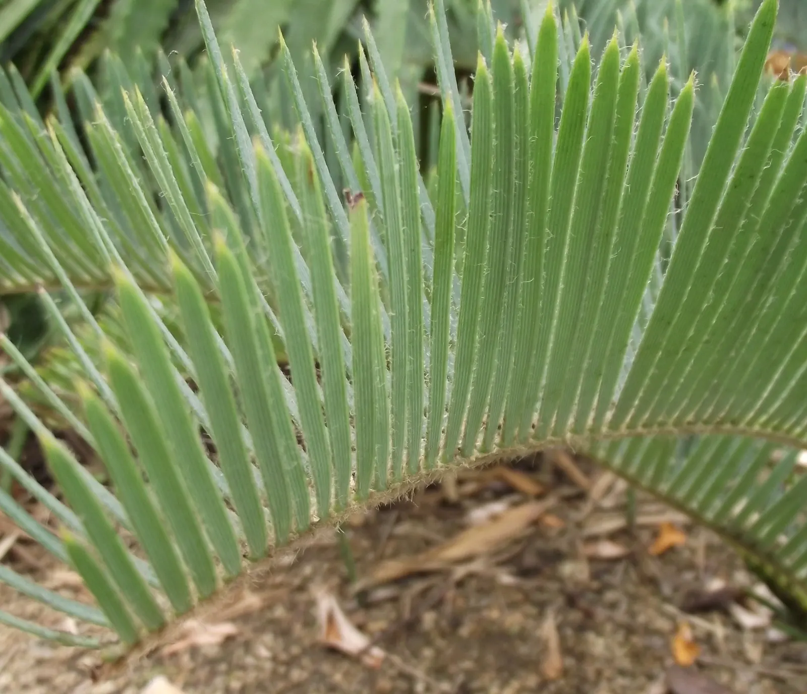 Bread Palm (Encephalartos Altensteinii) — arching blue-green leaves stretching up to 6 feet long.<br><br>This prehistoric species