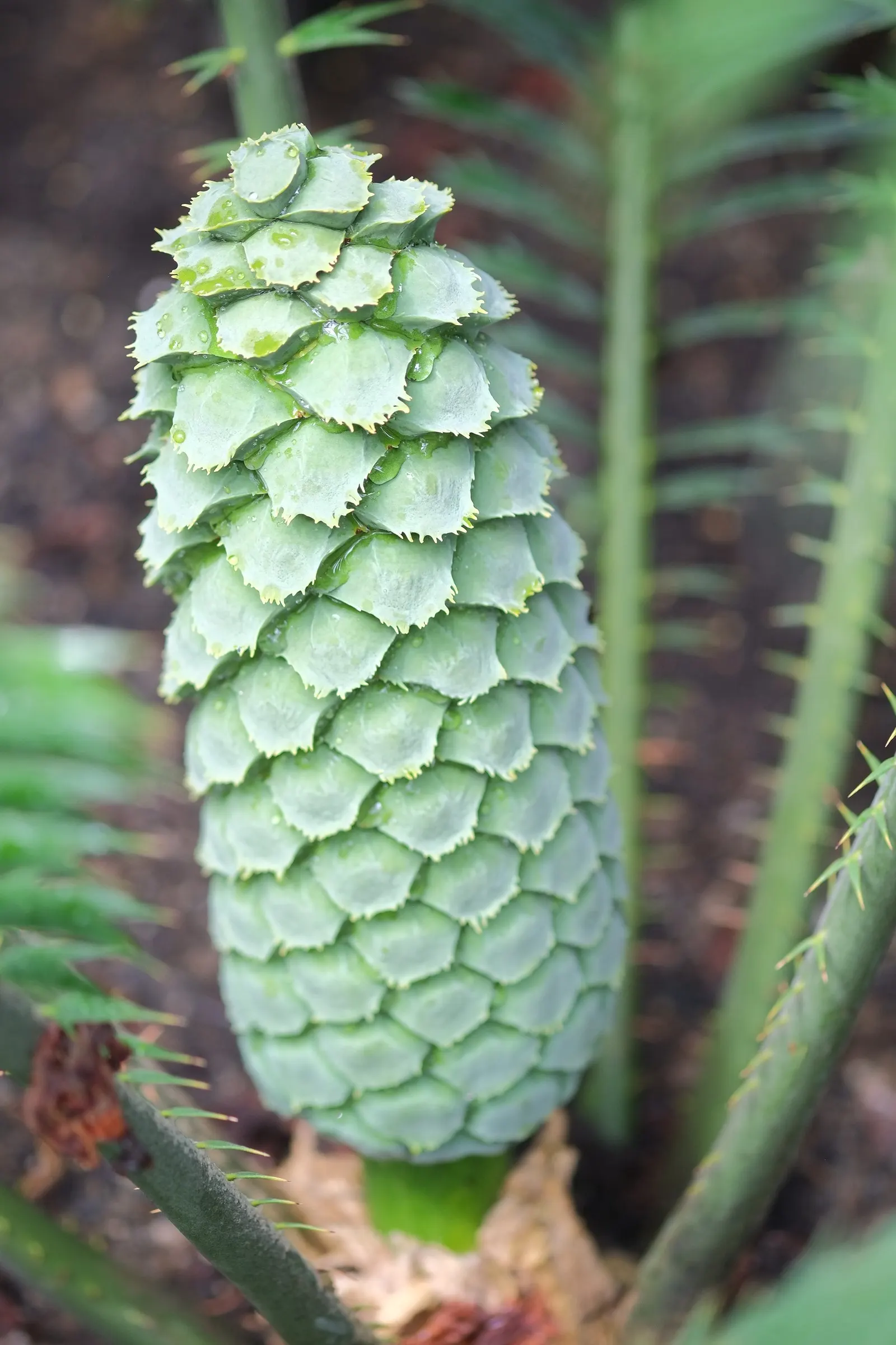 Bread Palm (Encephalartos Altensteinii) — <br><br>Periodic maintenance is required to remove old foliage and to maintain its tidy appearance