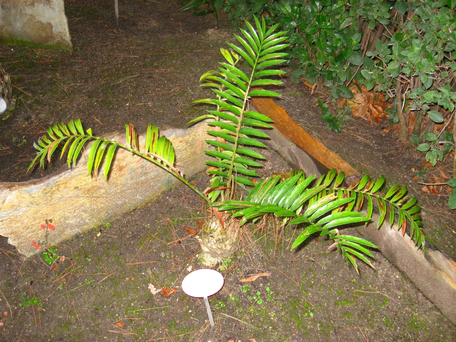 Bread Palm (Encephalartos Altensteinii) — this slow-growing cycad typically reaches heights of 5 to 8 feet; although it is generally pest-free, image 138