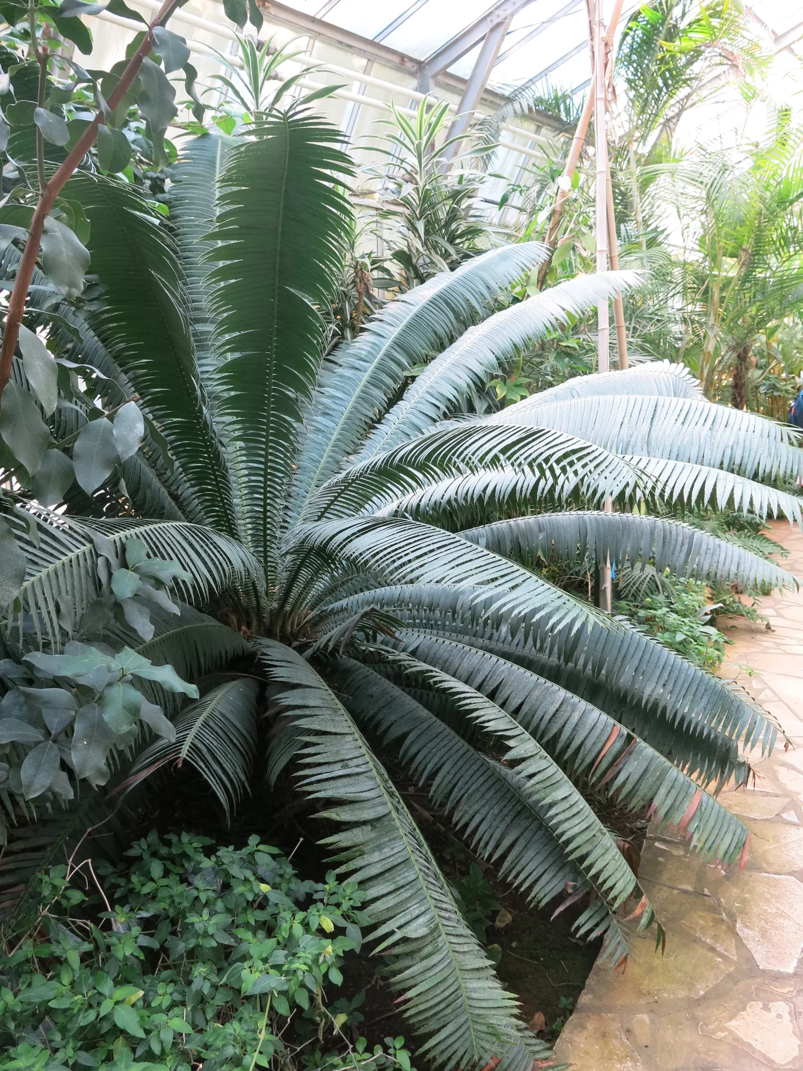 Bread Palm (Encephalartos Altensteinii) — this slow-growing cycad typically reaches heights of 5 to 8 feet; although it is generally pest-free, image 116