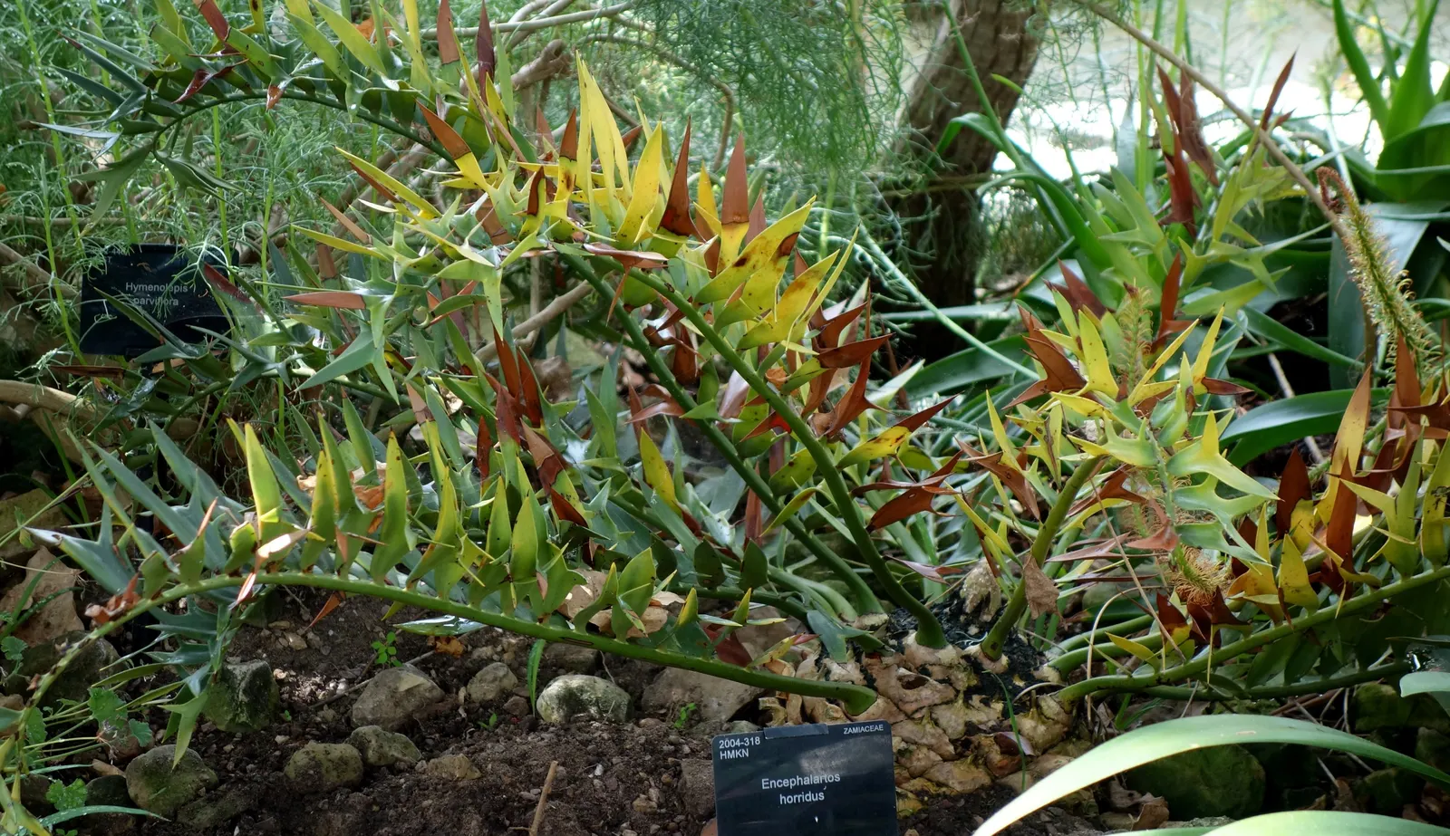 Bread Palm (Encephalartos Altensteinii) — making it ideal for xeriscaping or regions with water restrictions; the Bread Palm is drought-tolerant, image 59