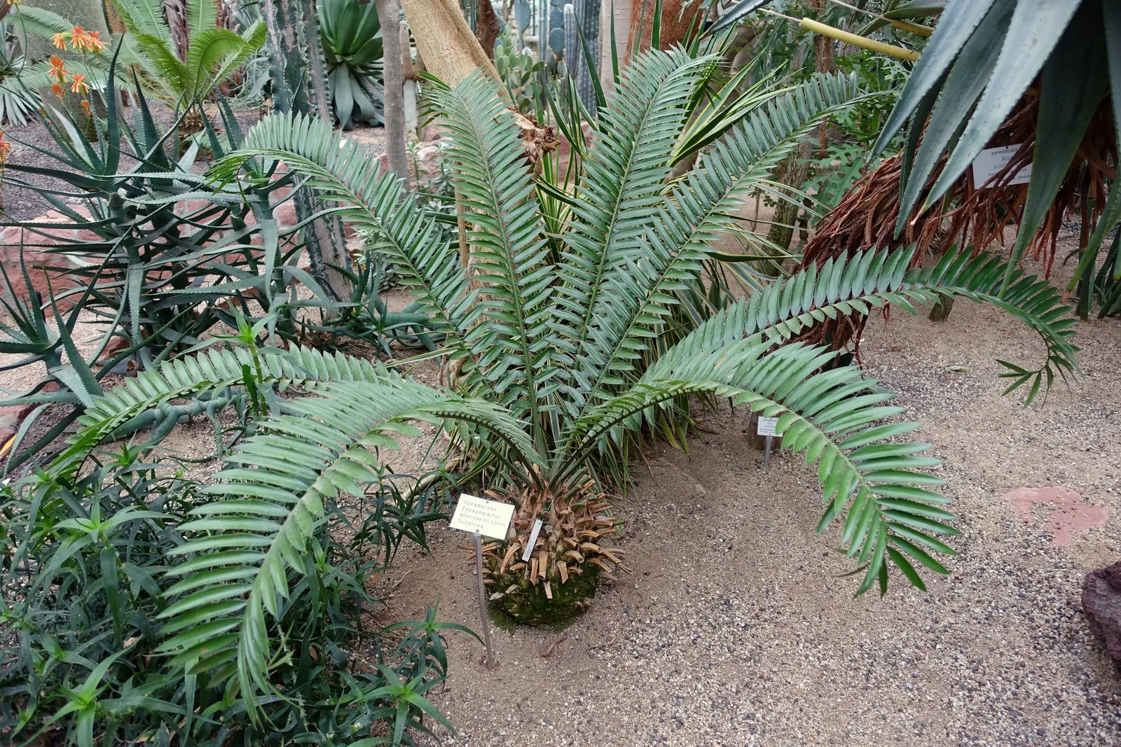 Bread Palm (Encephalartos Altensteinii) — It pairs well with succulents and other dry-loving plants.<br><br>In your clients garden; is an, image 152