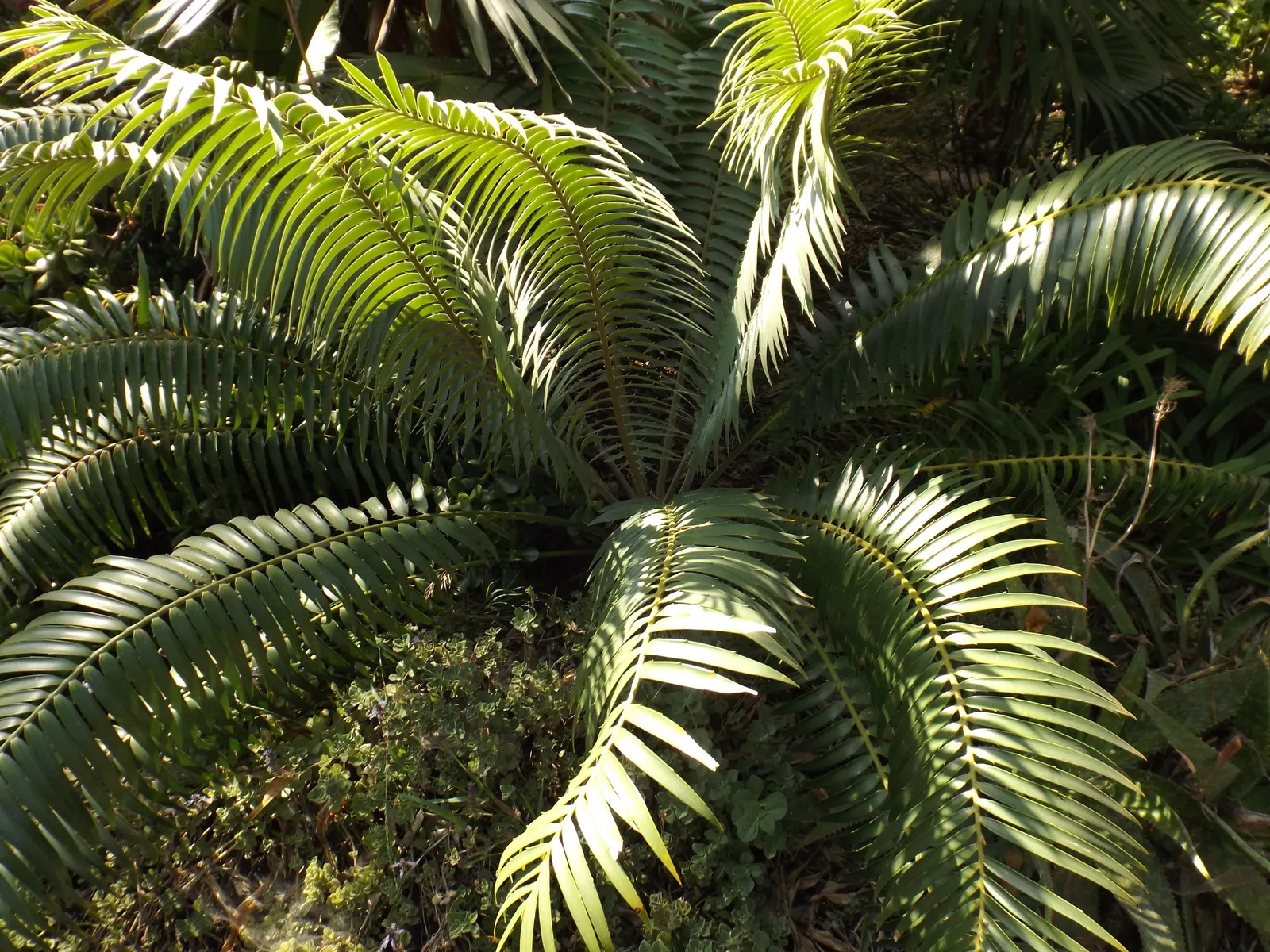 Bread Palm (Encephalartos Altensteinii) — It thrives in well-drained soil, preferring full to partial sun exposure