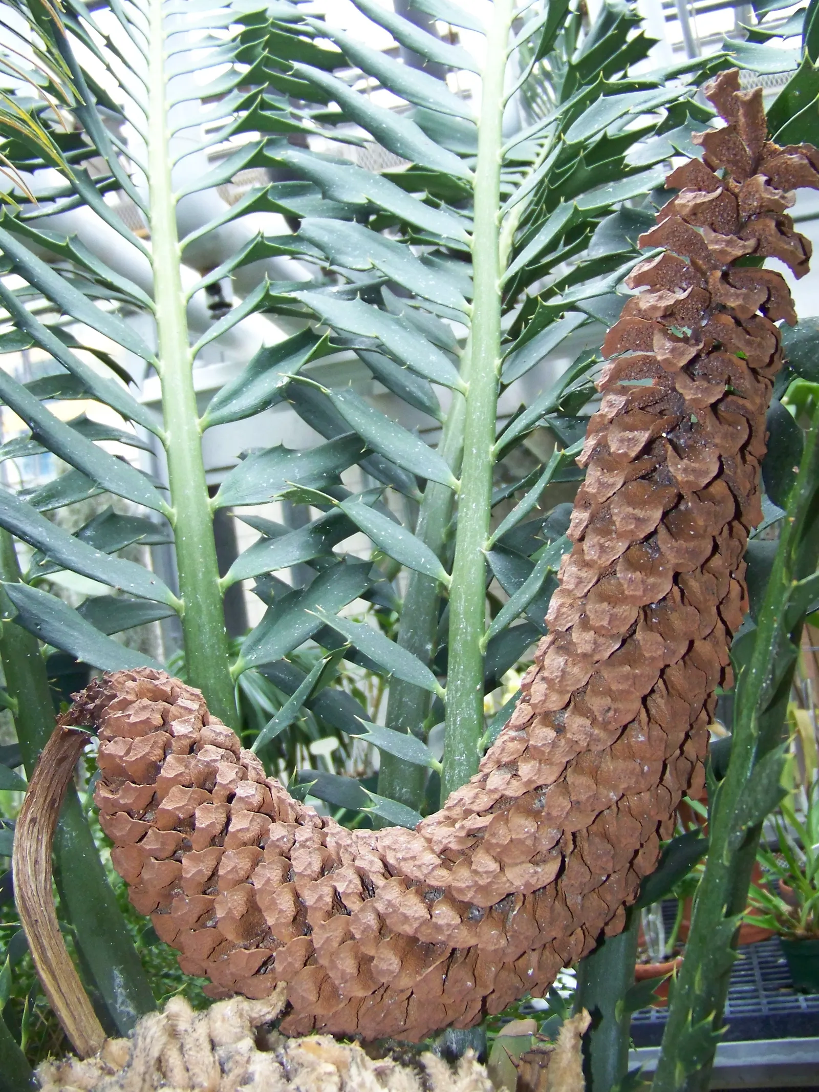 Bread Palm (Encephalartos Altensteinii) — When designing a landscape