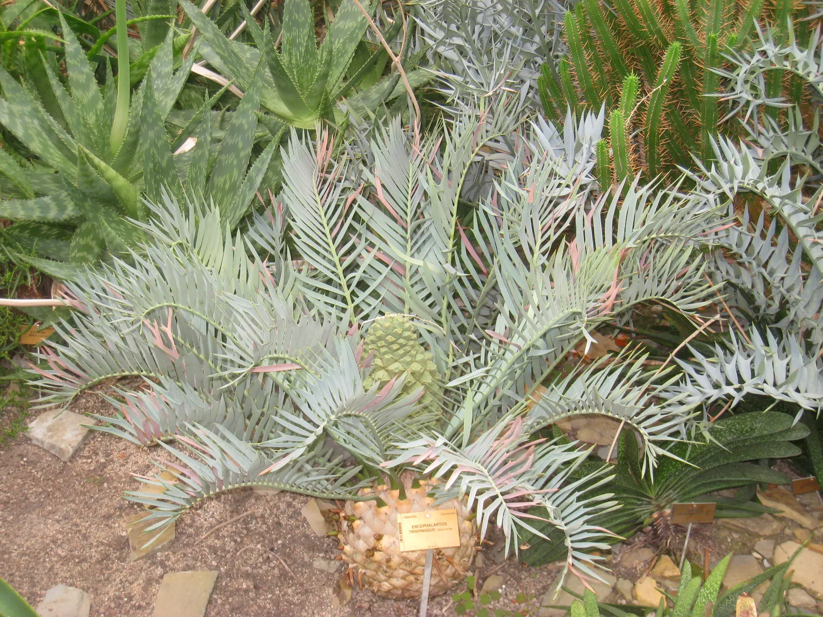 Bread Palm (Encephalartos Altensteinii) — this slow-growing cycad typically reaches heights of 5 to 8 feet