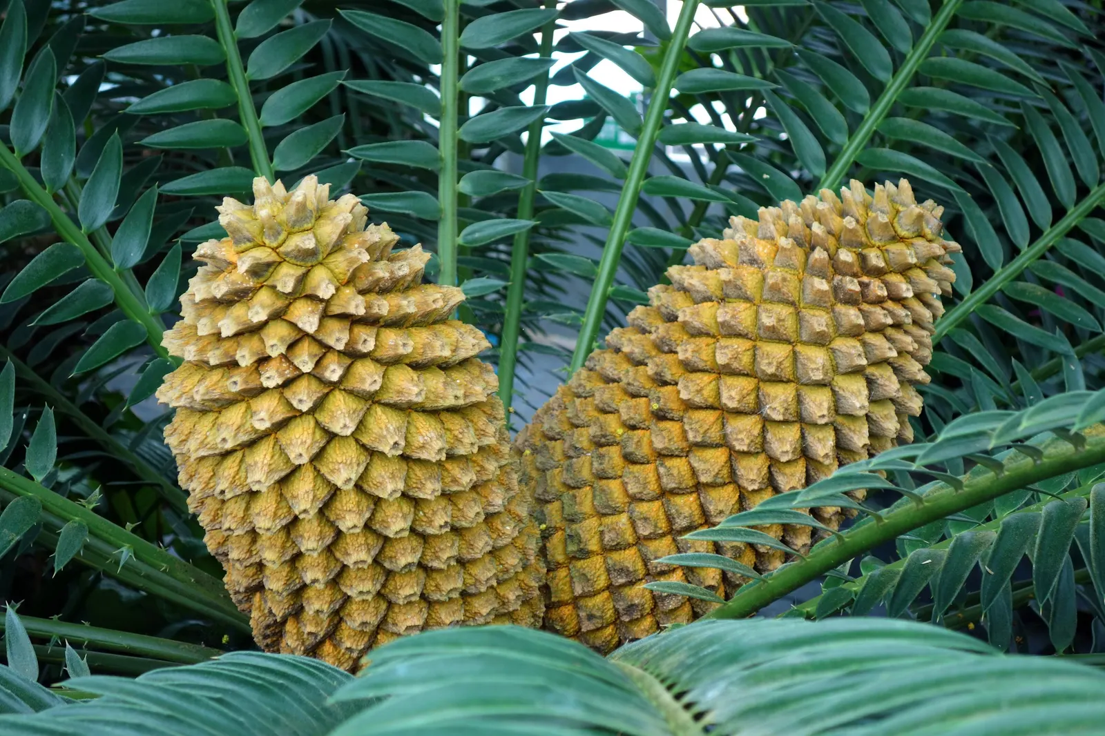 Bread Palm (Encephalartos Altensteinii) — palm for half or shade; consider its eventual size and incorporate sufficient space to accommodate its, image 154