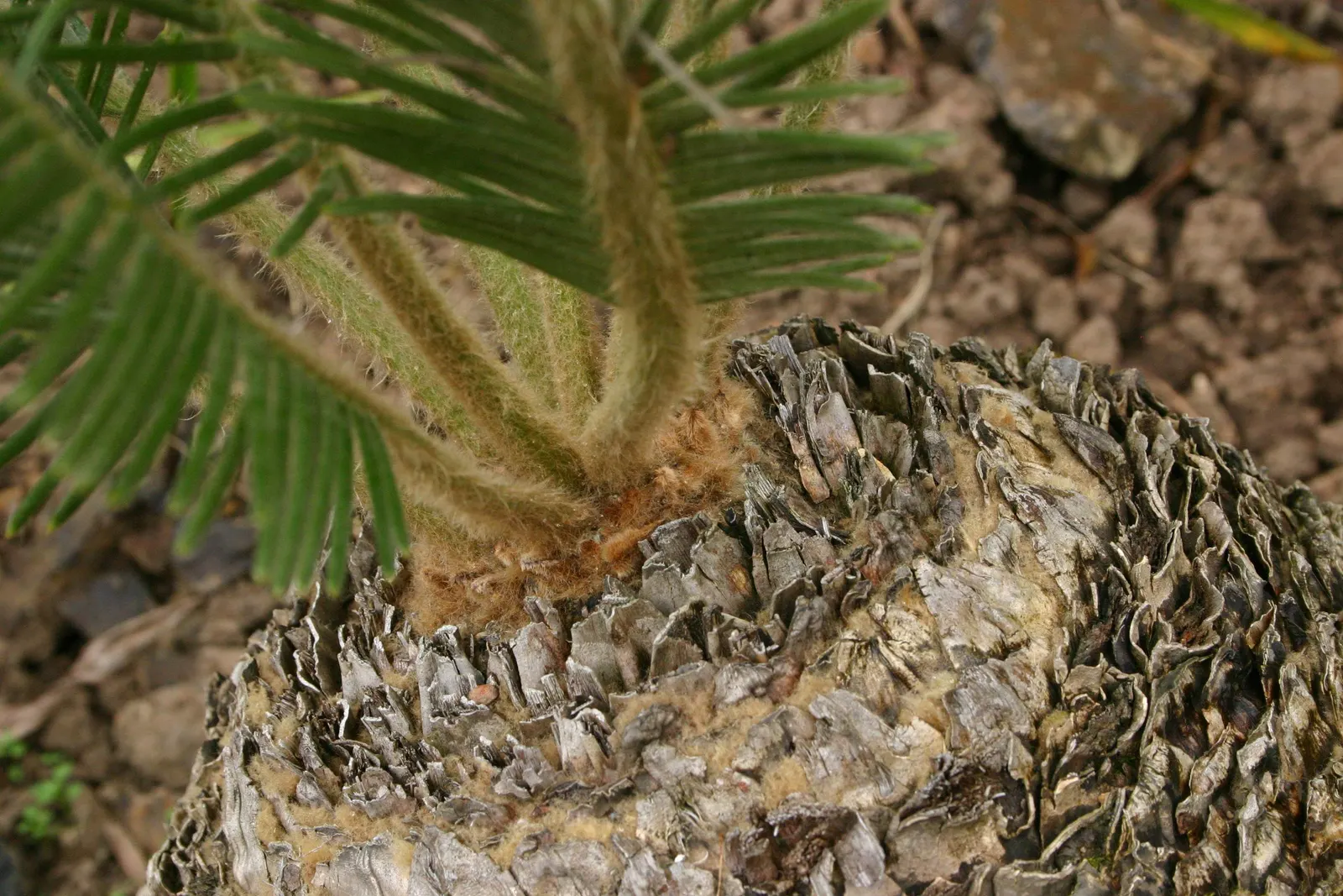 Bread Palm (Encephalartos Altensteinii) — often praised for its sculptural form and longevity