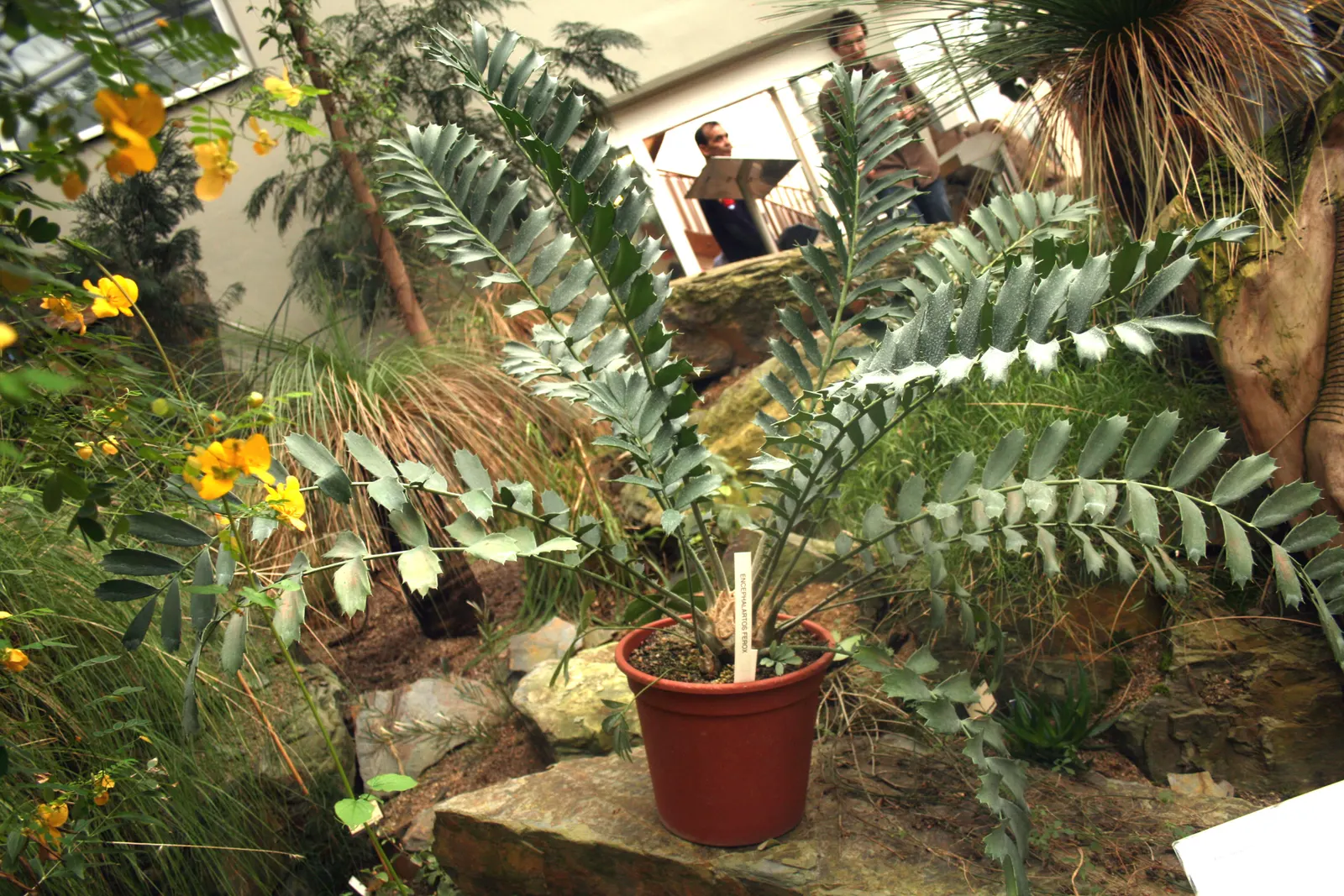 Bread Palm (Encephalartos Altensteinii) — It thrives in USDA hardiness zones 9 to 11 and prefers full sun to light shade, along with well-drained soil