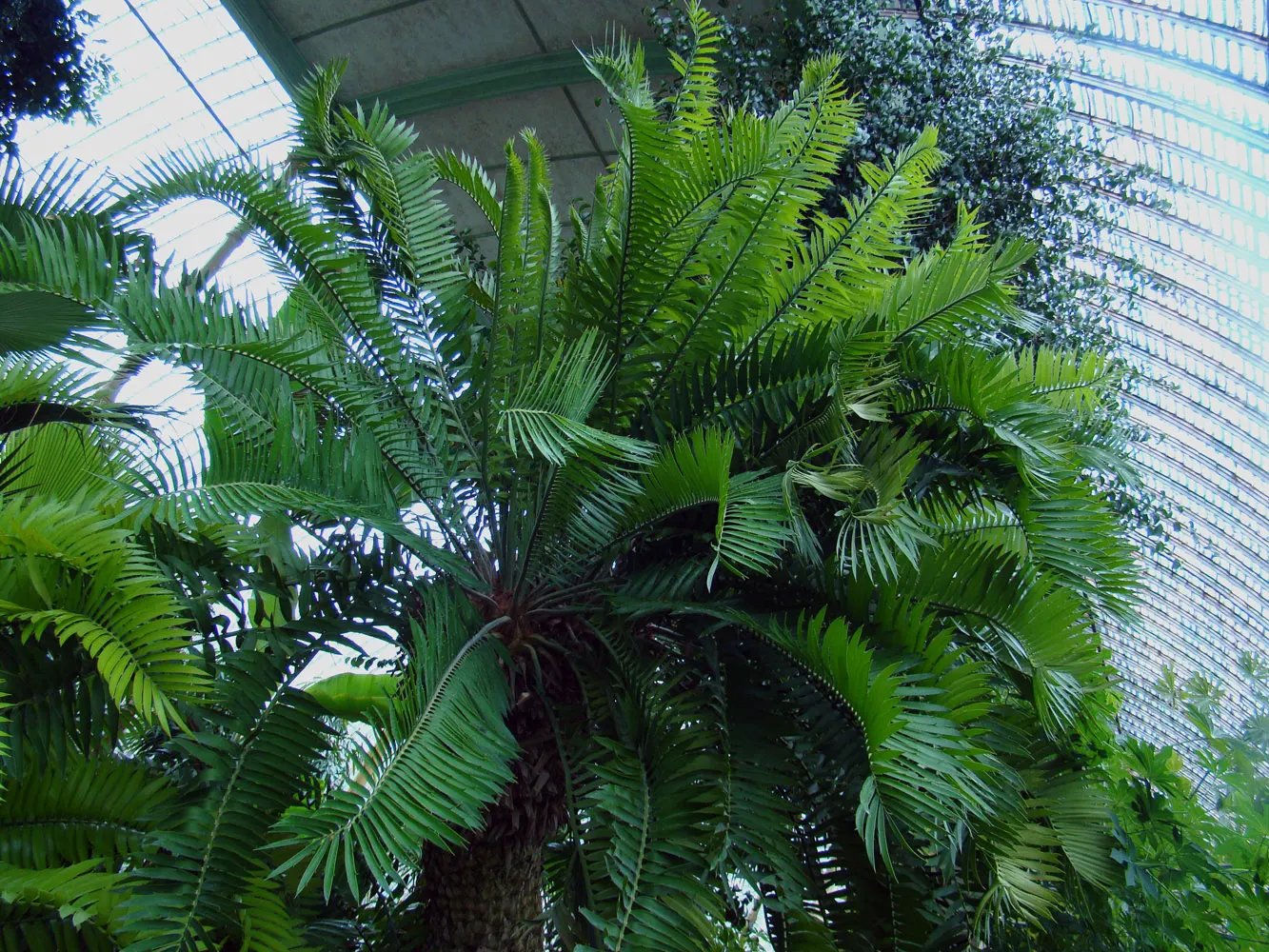 Bread Palm (Encephalartos Altensteinii) — <br><br>Periodic maintenance is required to remove old foliage and to maintain its tidy appearance; the, image 104