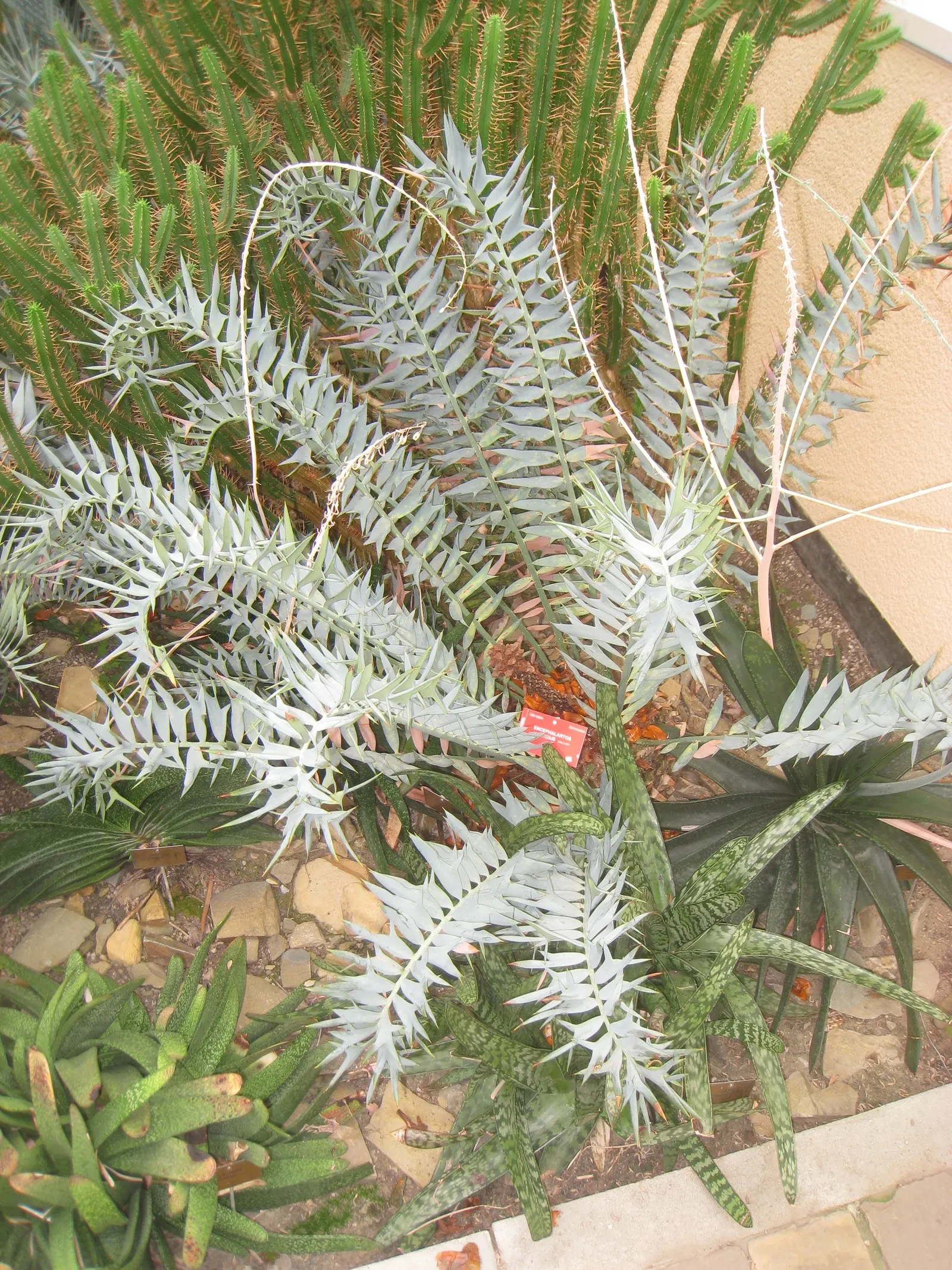 Bread Palm (Encephalartos Altensteinii) — Although it is generally pest-free, watch for scale insects and treat as necessary; this slow-growing, image 105