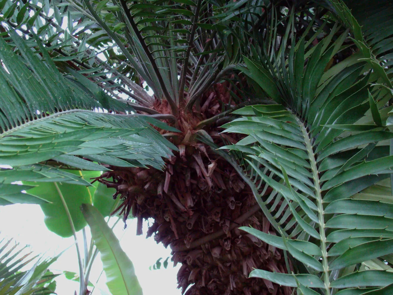 Bread Palm (Encephalartos Altensteinii) — making it ideal for xeriscaping or regions with water restrictions; the Bread Palm is drought-tolerant, image 103