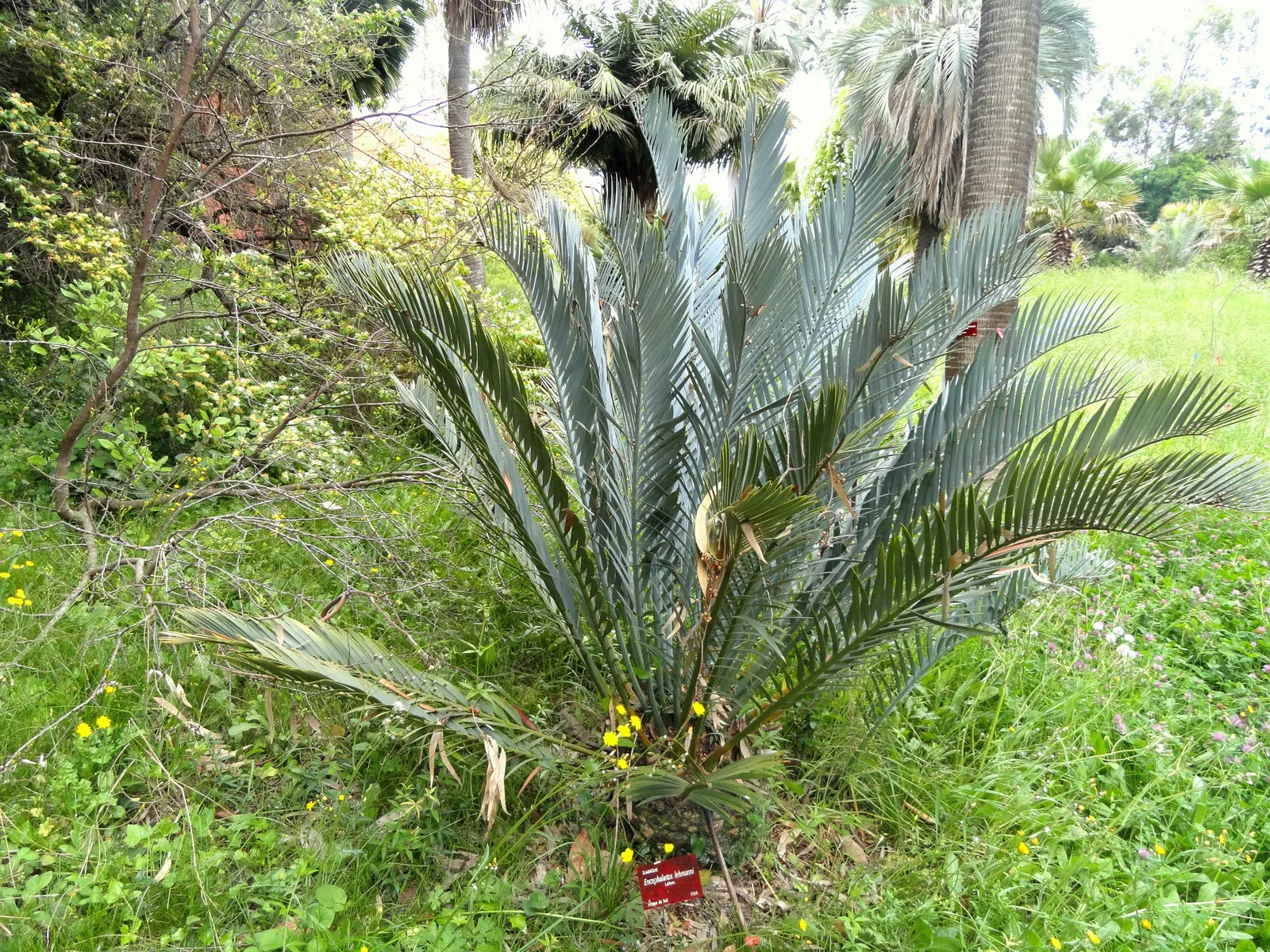 Bread Palm (Encephalartos Altensteinii) — arching blue-green leaves stretching up to 6 feet long.<br><br>This prehistoric species; its striking, image 54
