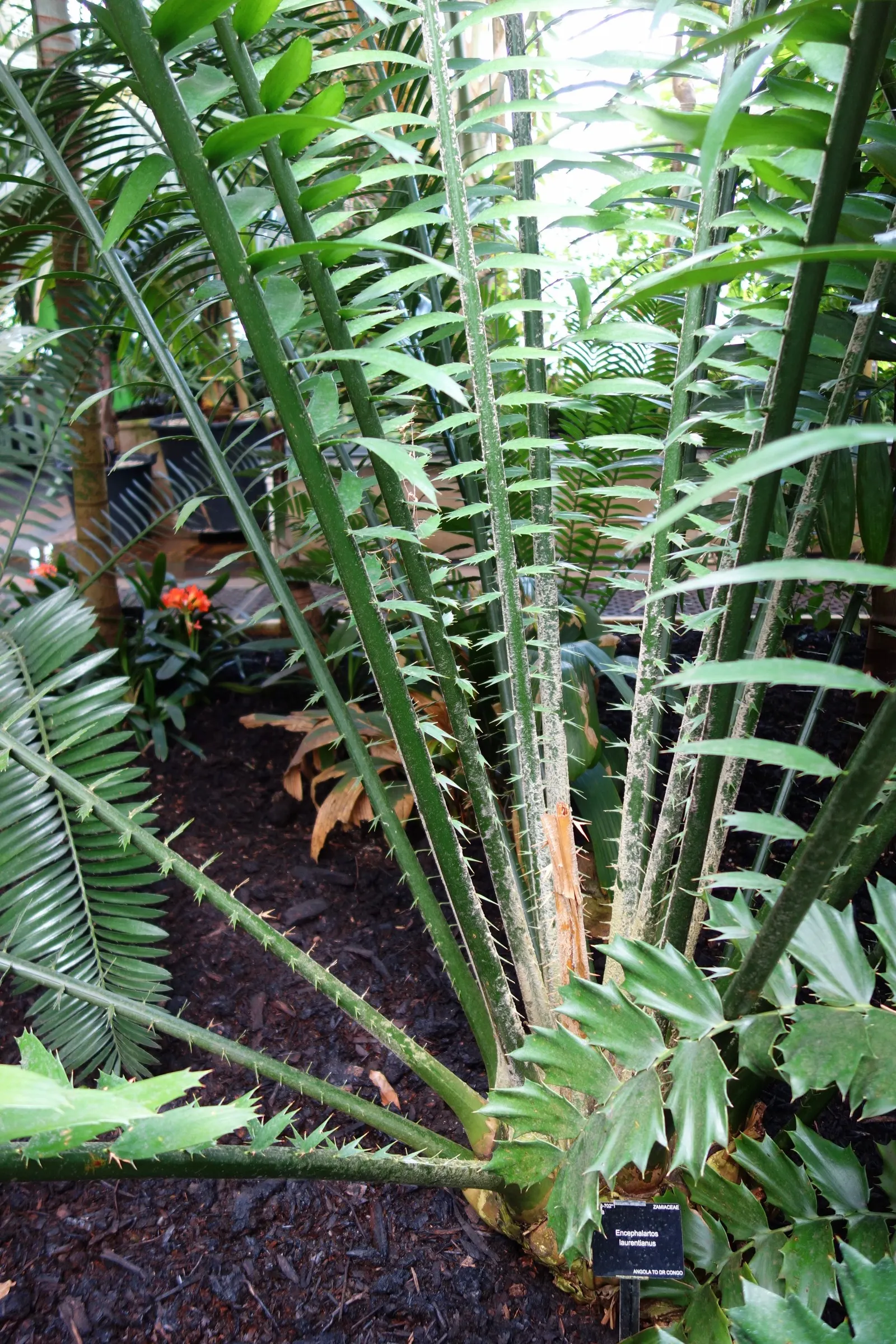 Bread Palm (Encephalartos Altensteinii) — supports a crown of attractive; <br><br>Periodic maintenance is required to remove old foliage and to, image 119