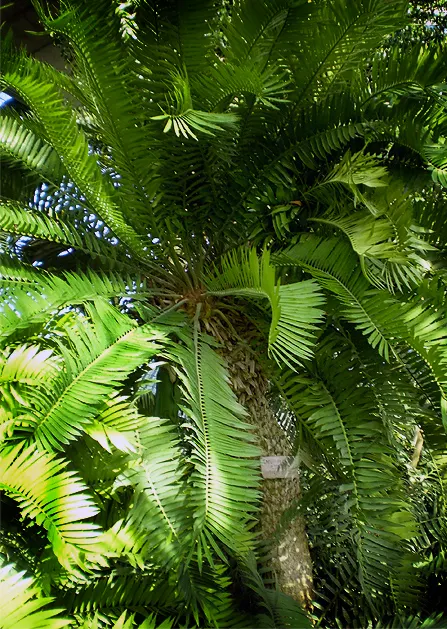 Bread Palm (Encephalartos Altensteinii) — commonly known as the Bread Palm or Eastern Cape Giant Cycad; cold-tolerant to around 20-25&deg;F, it's an, image 136