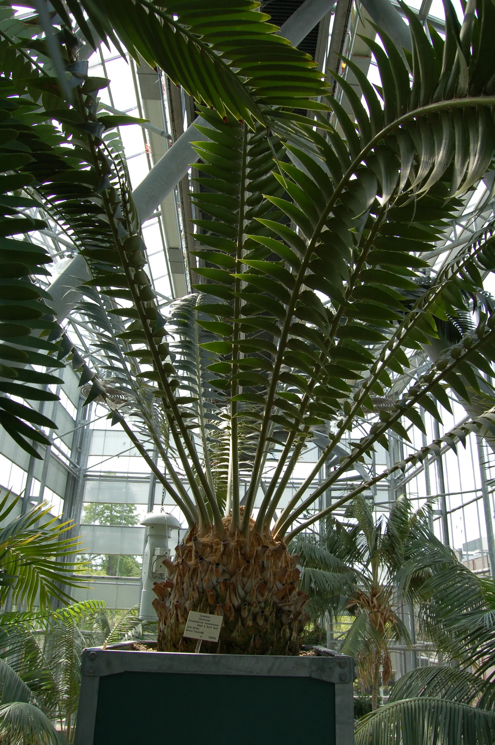 Bread Palm (Encephalartos Altensteinii) — The Bread Palm is drought-tolerant once established; but can soar up to 15 feet when given ample time and, image 58