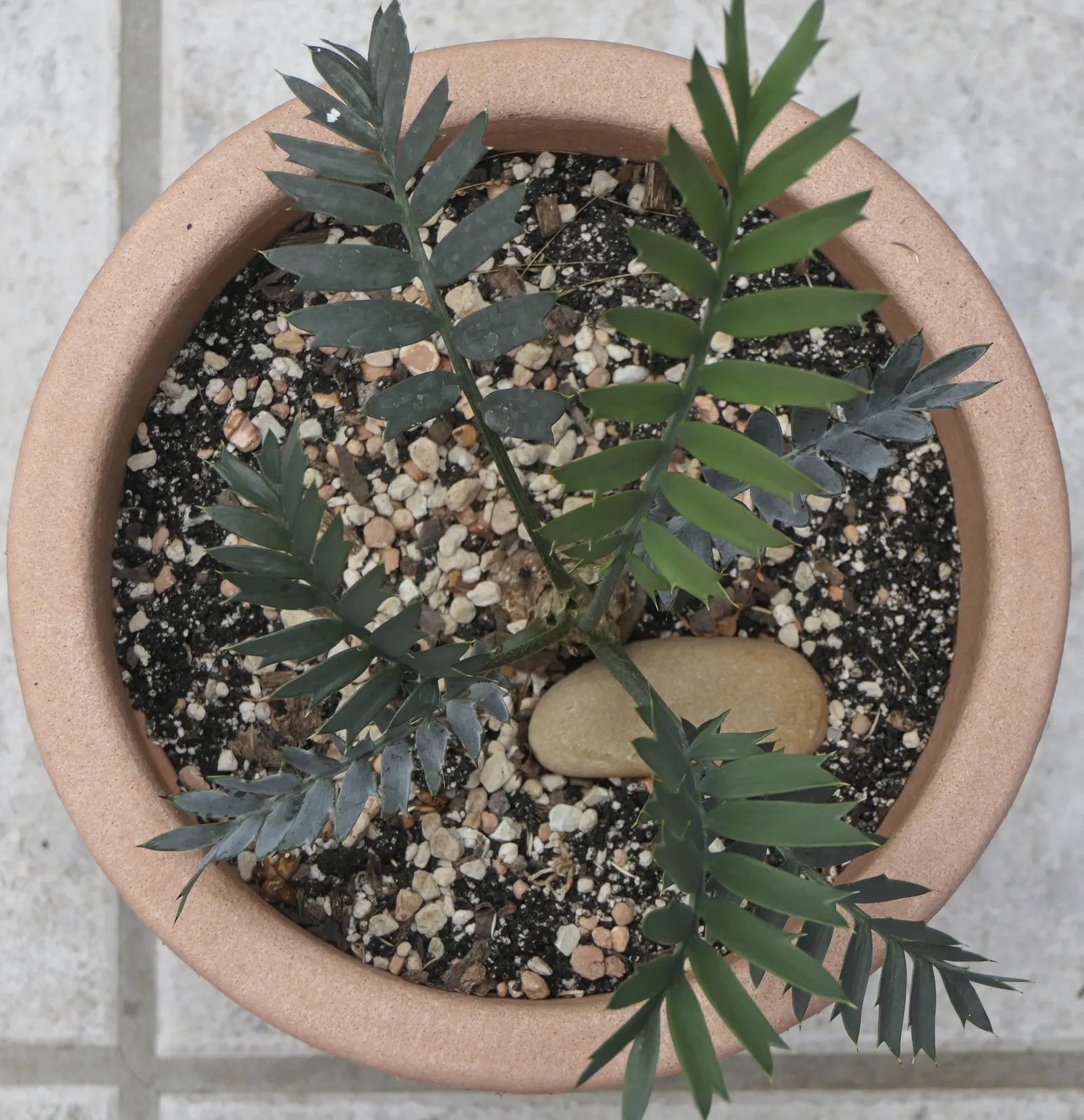 Bread Palm (Encephalartos Altensteinii) — adds a dramatic and exotic touch to gardens
