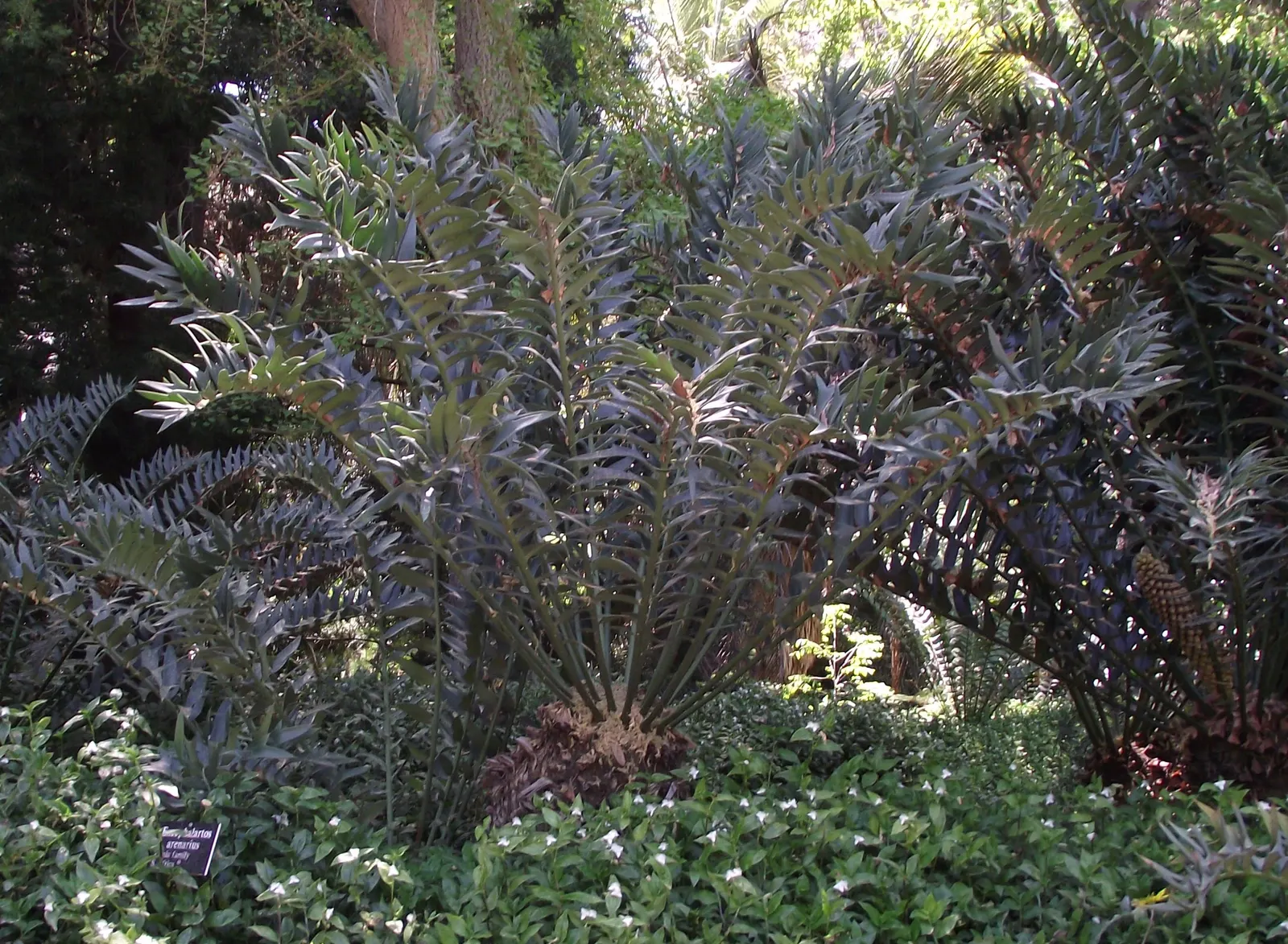 Bread Palm (Encephalartos Altensteinii) — Its striking foliage adds a tropical flair to landscapes; commonly known as the Bread Palm or Eastern, image 111