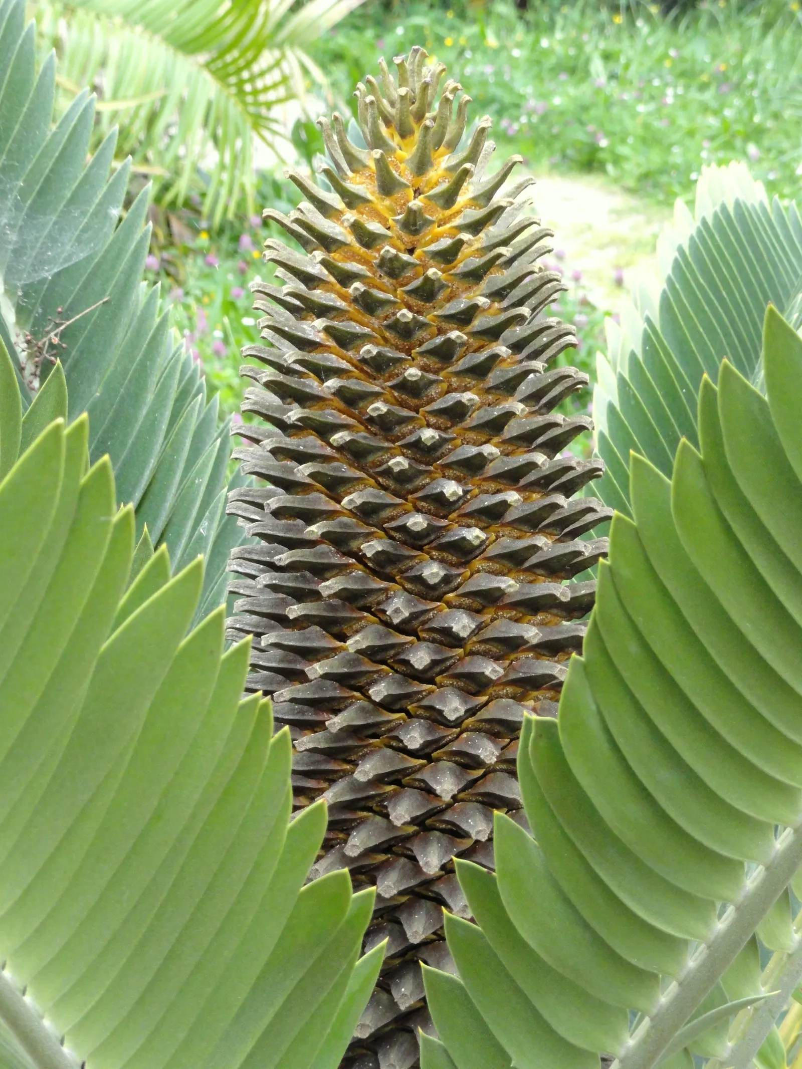 Bread Palm (Encephalartos Altensteinii) — It pairs well with succulents and other dry-loving plants.<br><br>In your clients garden; is an, image 108