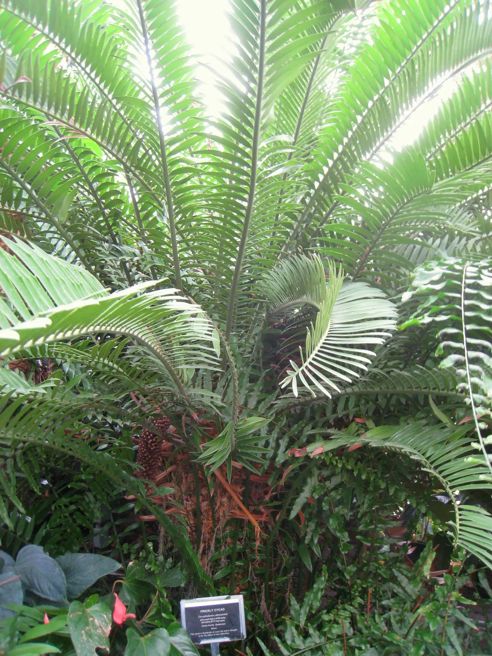 Bread Palm (Encephalartos Altensteinii) — this slow-growing cycad typically reaches heights of 5 to 8 feet; although it is generally pest-free, image 160
