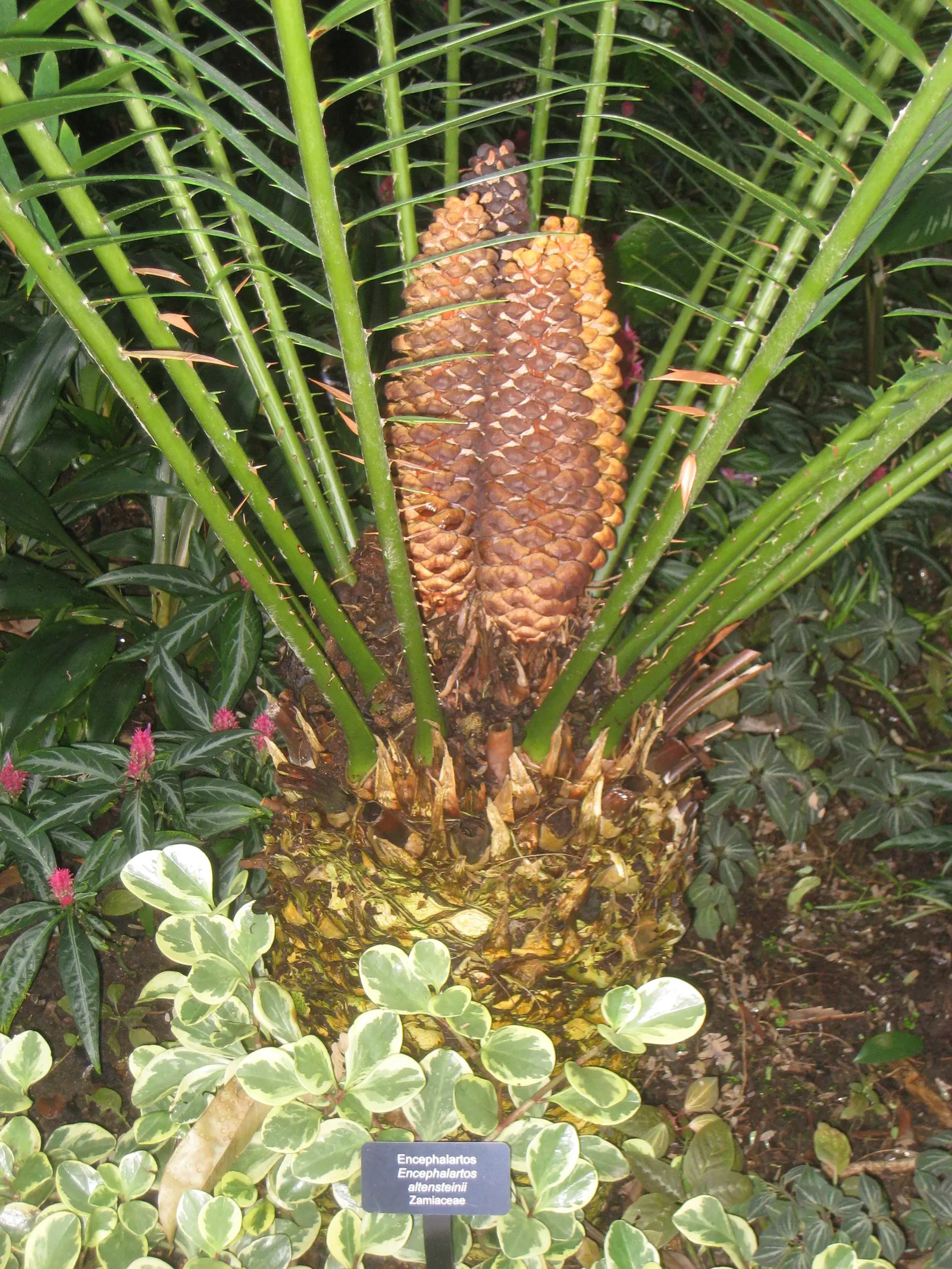 Bread Palm (Encephalartos Altensteinii) — the Bread Palm can serve as a focal point or be grouped for a lush; adds a dramatic and exotic touch to, image 153