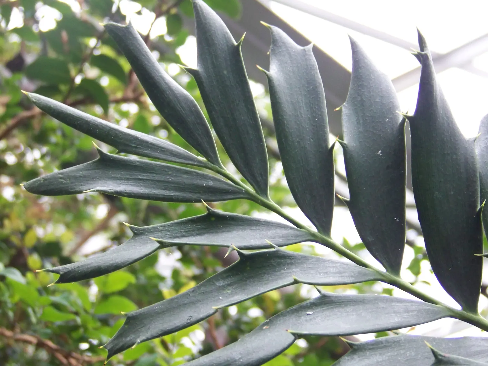 Bread Palm (Encephalartos Altensteinii) — Although it is generally pest-free, watch for scale insects and treat as necessary