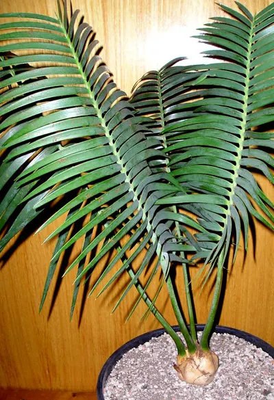 Bread Palm (Encephalartos Altensteinii) — The Bread Palm is drought-tolerant once established; but can soar up to 15 feet when given ample time and, image 102