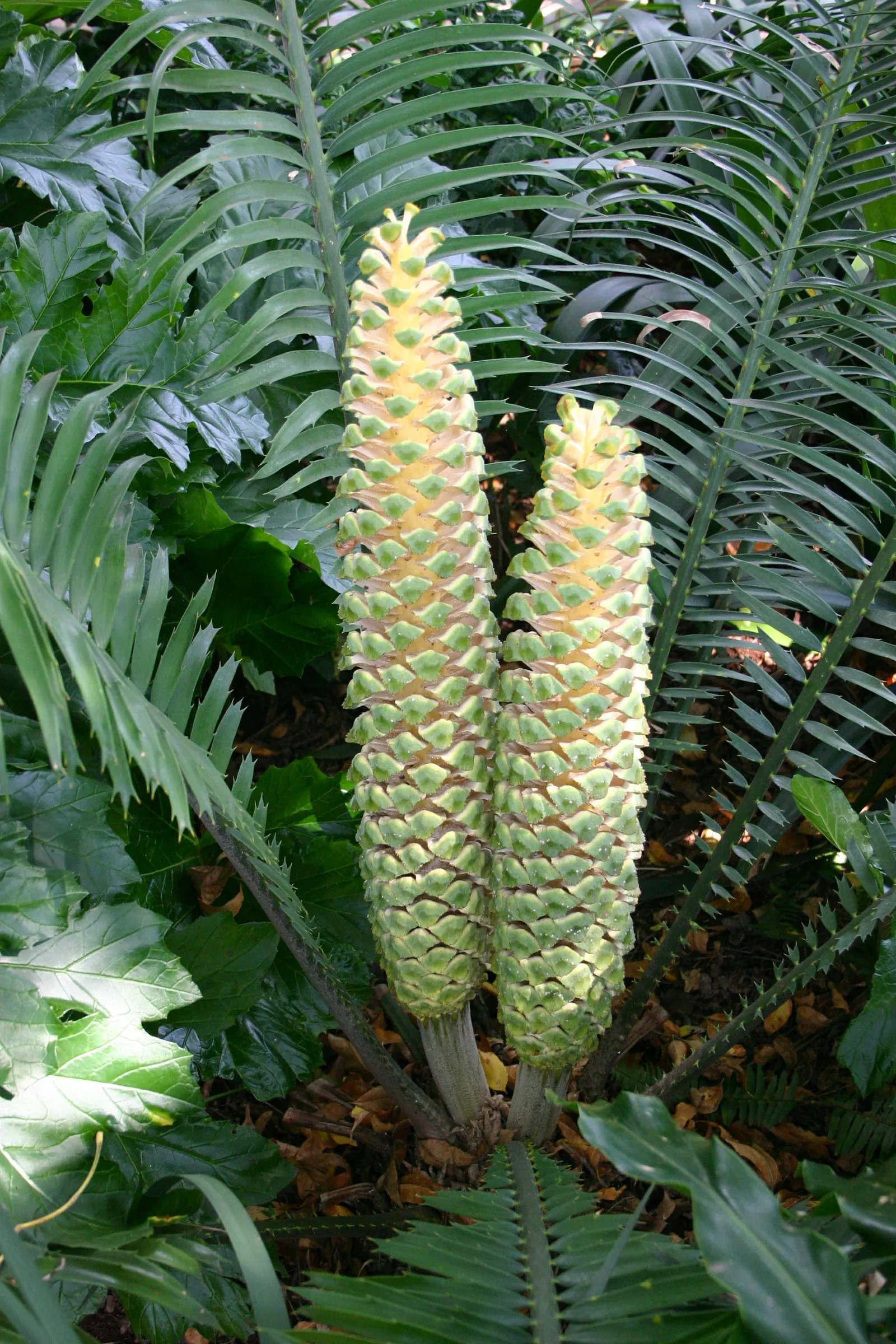 Bread Palm (Encephalartos Altensteinii) — Its striking foliage adds a tropical flair to landscapes