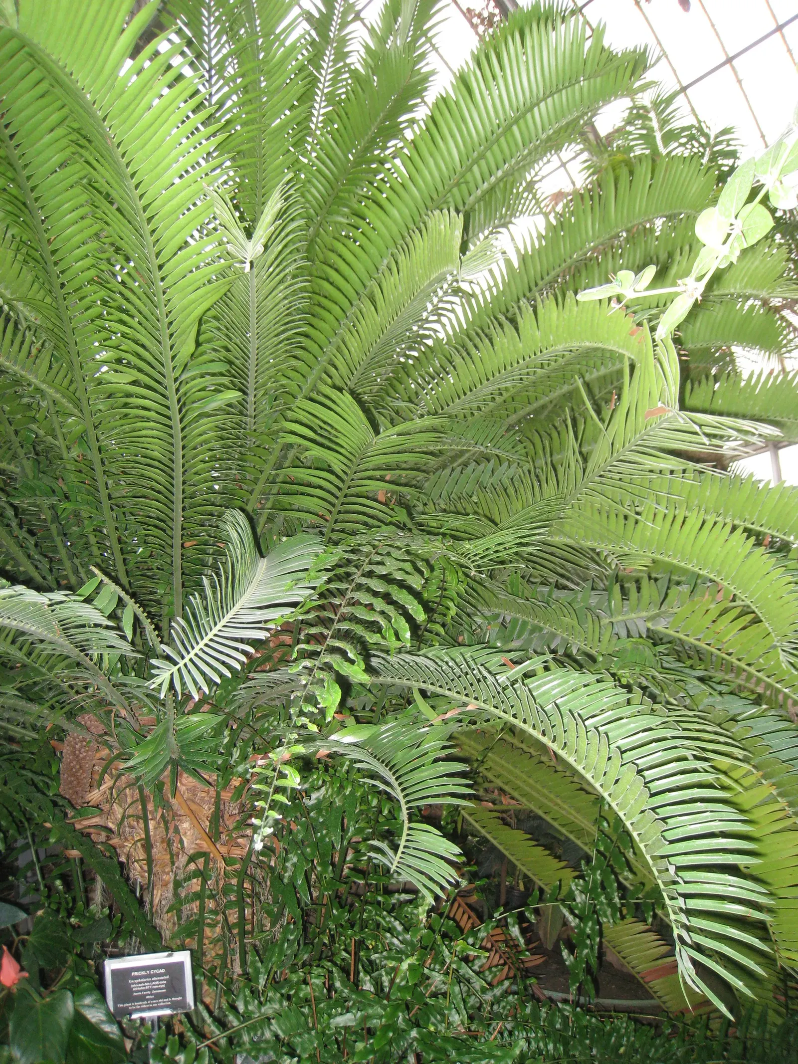 Bread Palm (Encephalartos Altensteinii) — commonly known as the Bread Palm or Eastern Cape Giant Cycad; cold-tolerant to around 20-25&deg;F, it's an, image 158