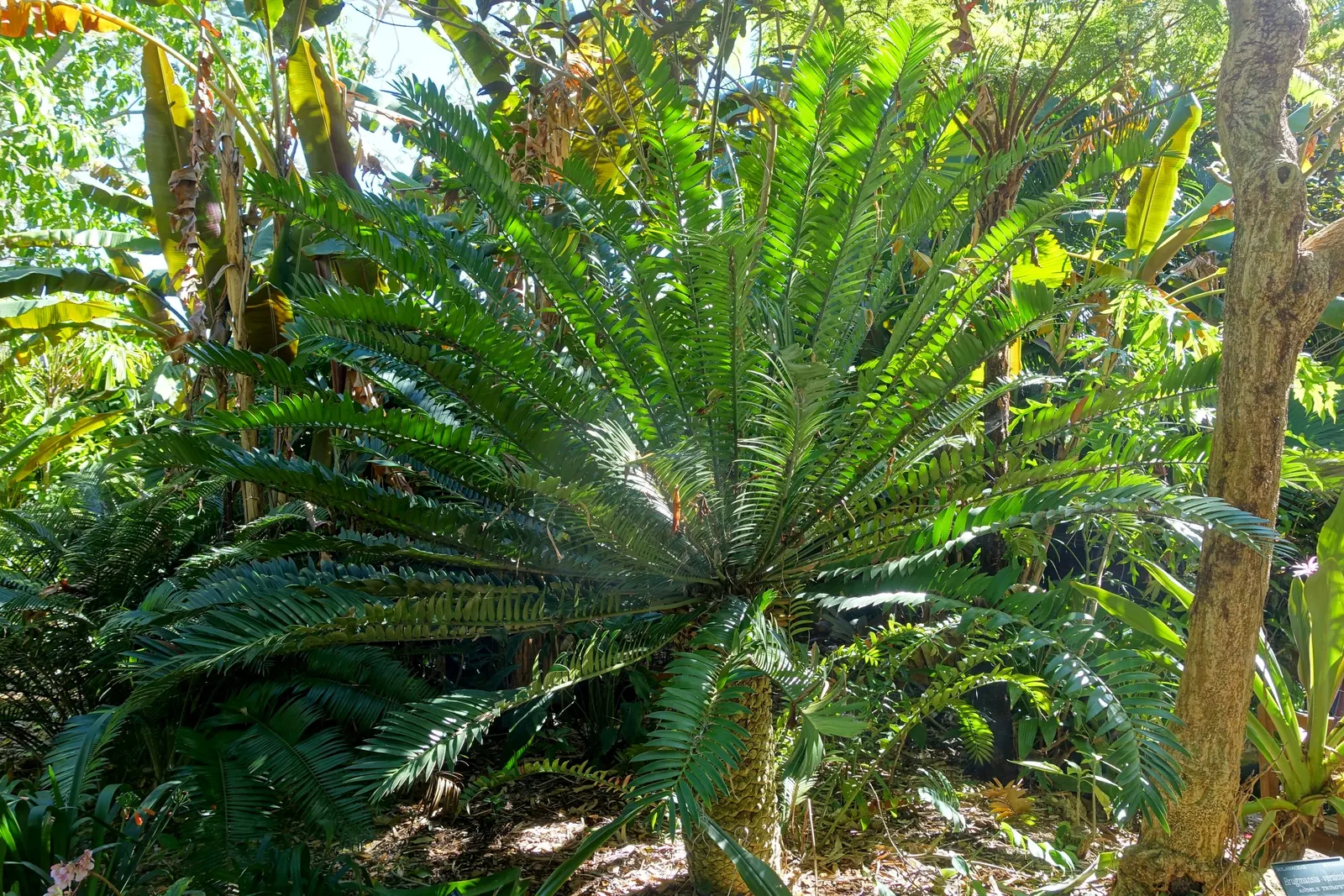 Bread Palm (Encephalartos Altensteinii) — but can soar up to 15 feet when given ample time and space; it thrives in well-drained soil, preferring, image 139