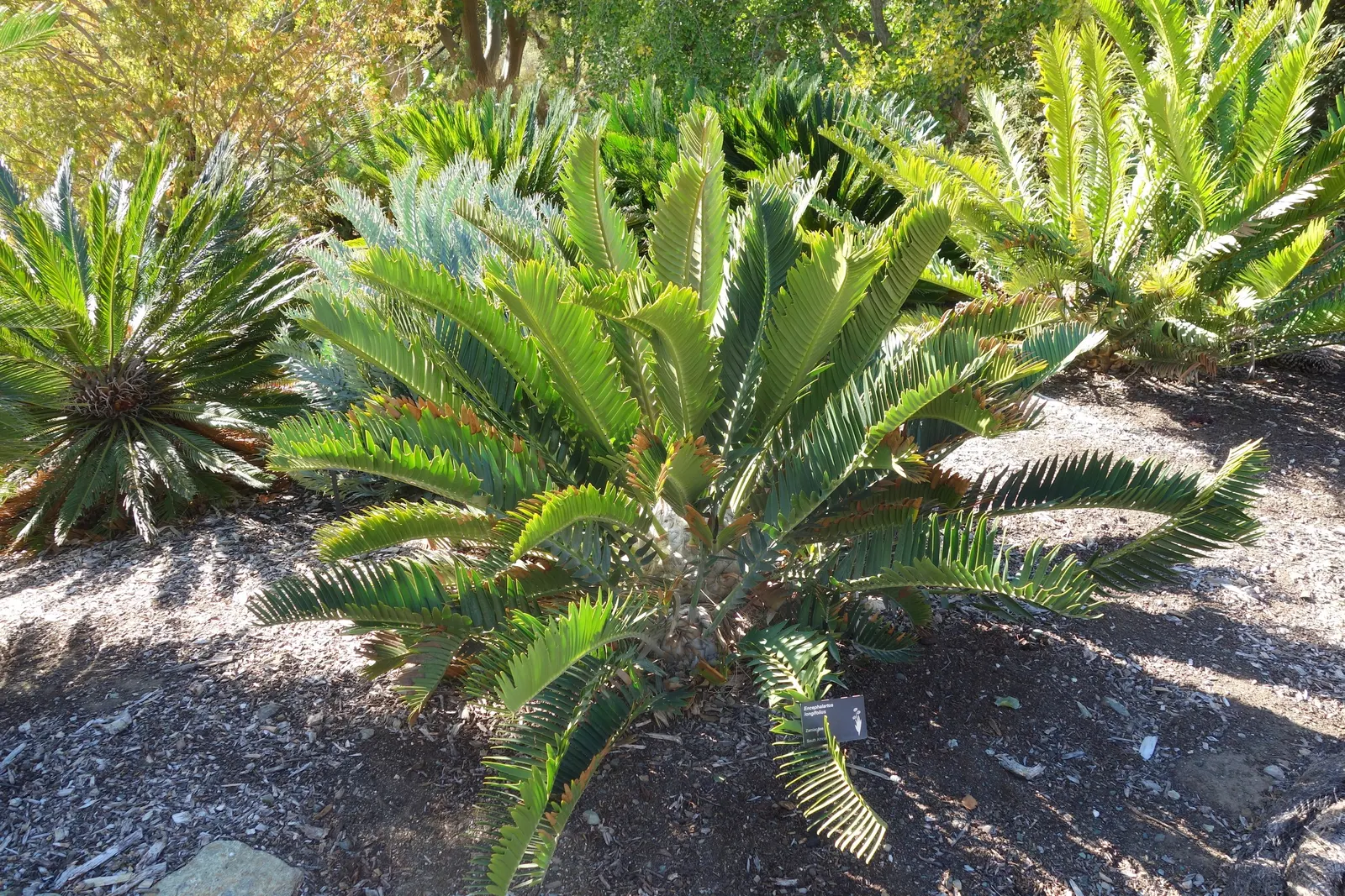 Bread Palm (Encephalartos Altensteinii) — It thrives in well-drained soil, preferring full to partial sun exposure; often praised for its, image 112