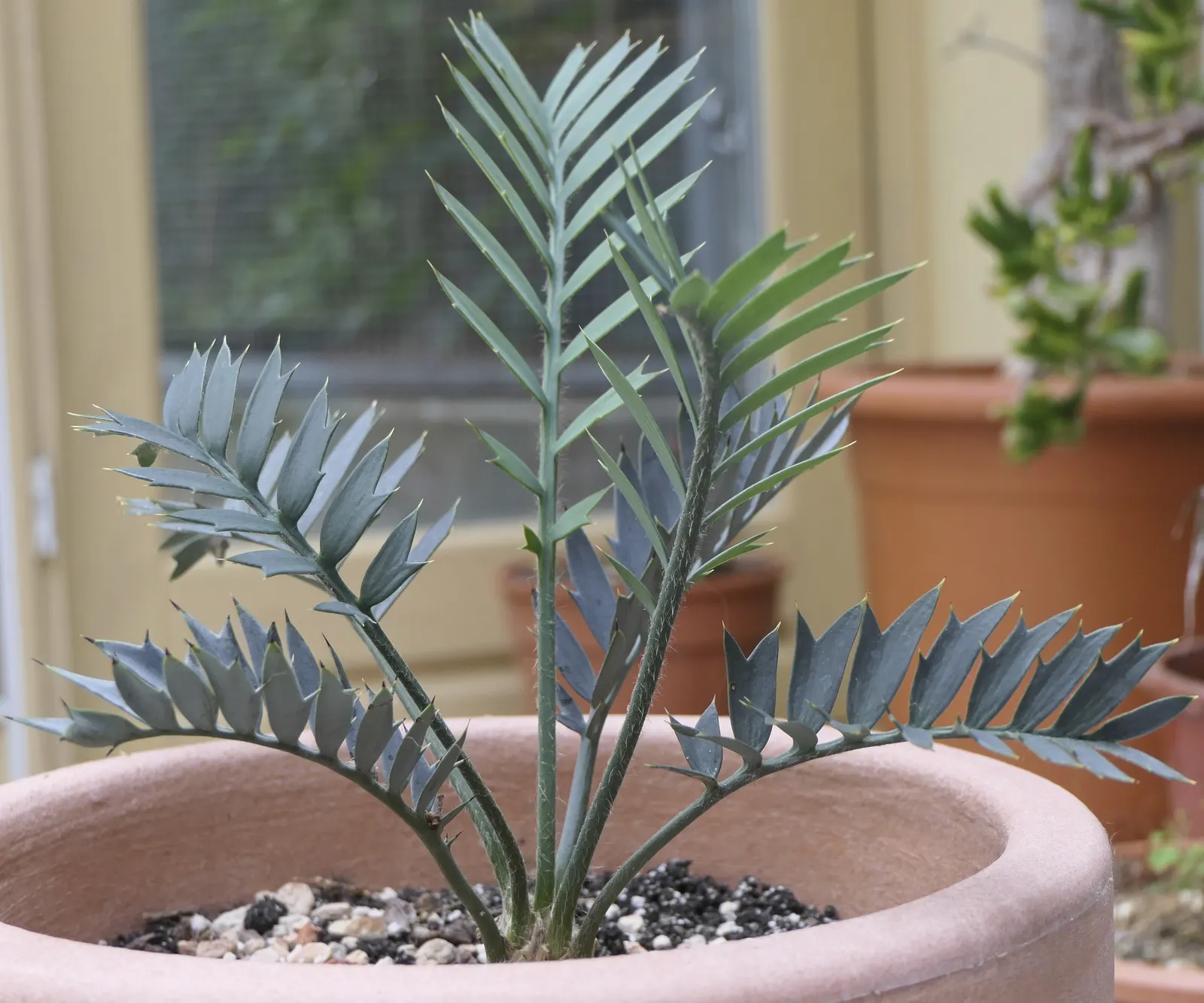 Bread Palm (Encephalartos Altensteinii) — The Bread Palm is drought-tolerant once established