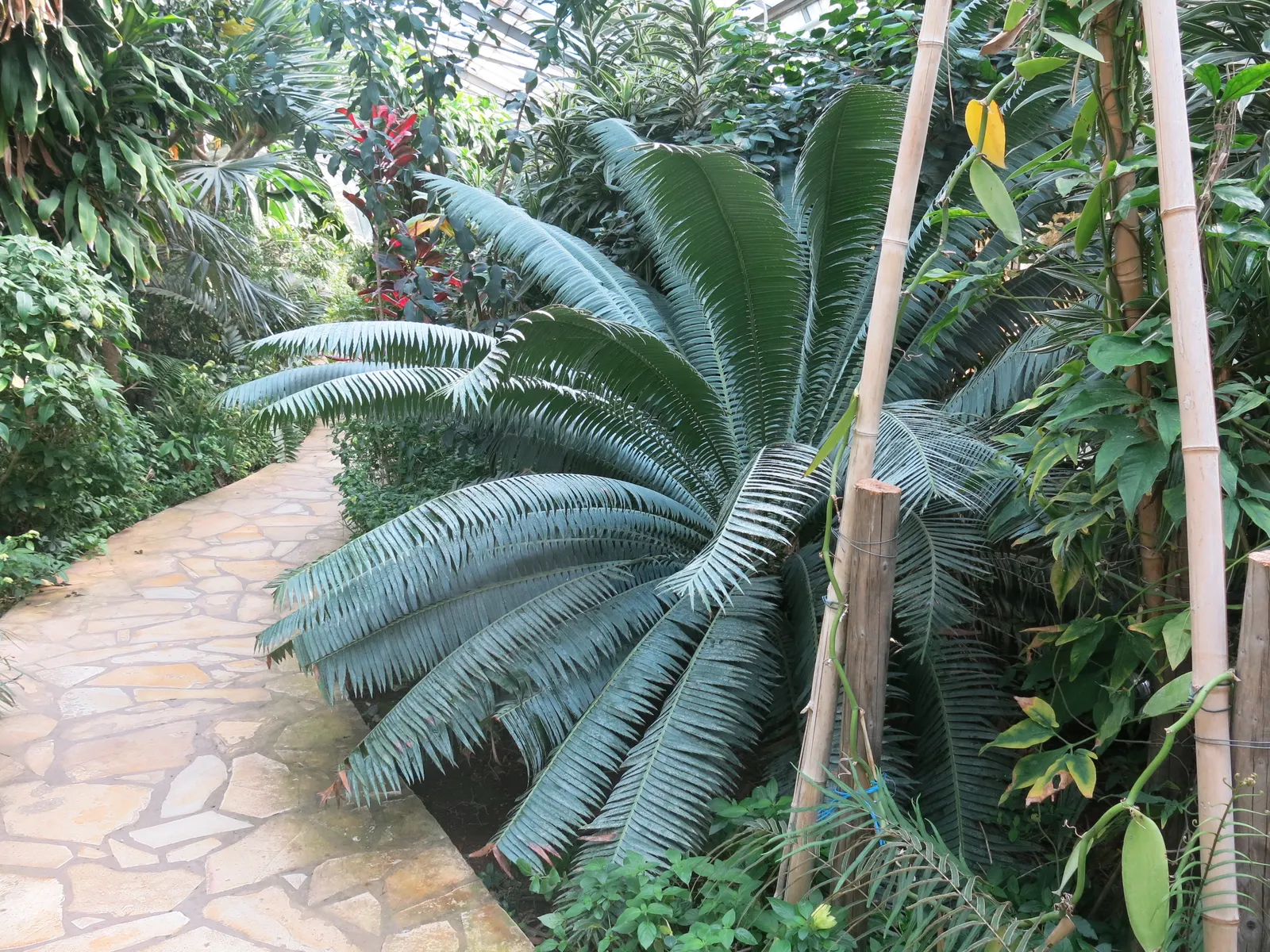 Bread Palm (Encephalartos Altensteinii) — It thrives in USDA hardiness zones 9 to 11 and prefers full sun to light shade, along with well-drained, image 57