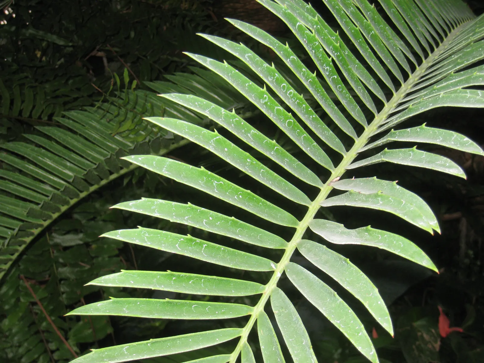 Bread Palm (Encephalartos Altensteinii) — Its striking foliage adds a tropical flair to landscapes; commonly known as the Bread Palm or Eastern, image 155