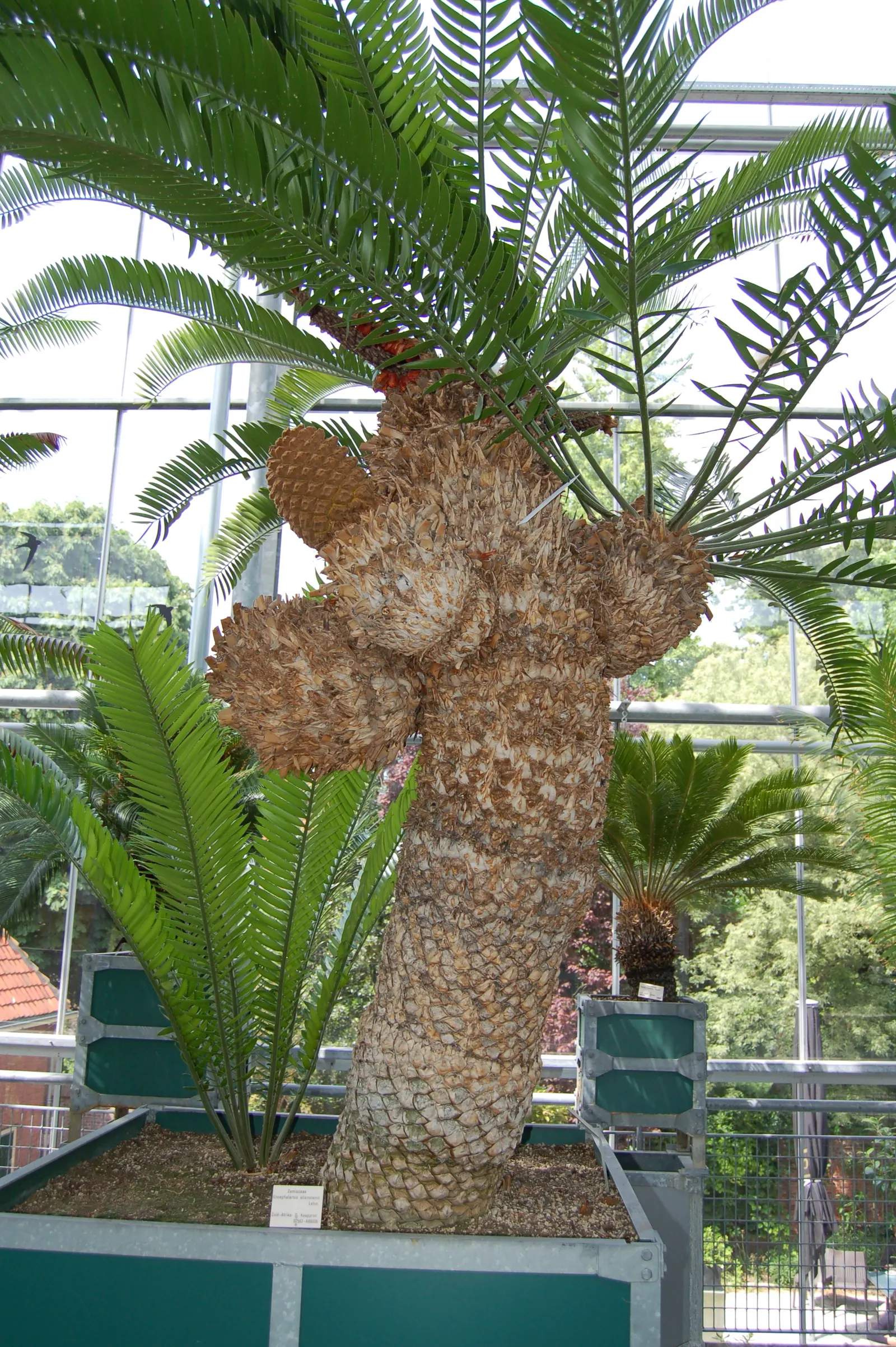 Bread Palm (Encephalartos Altensteinii) — commonly known as the Bread Palm or Eastern Cape Giant Cycad; cold-tolerant to around 20-25&deg;F, it's an