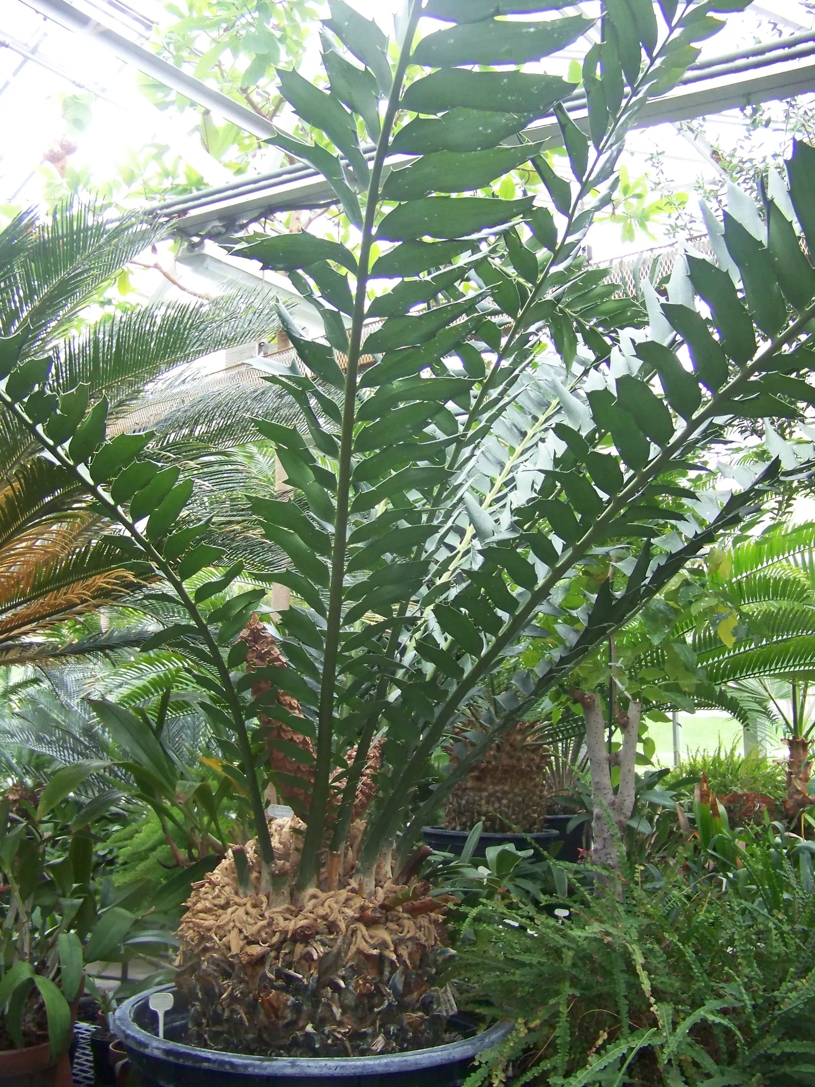 Bread Palm (Encephalartos Altensteinii) — supports a crown of attractive