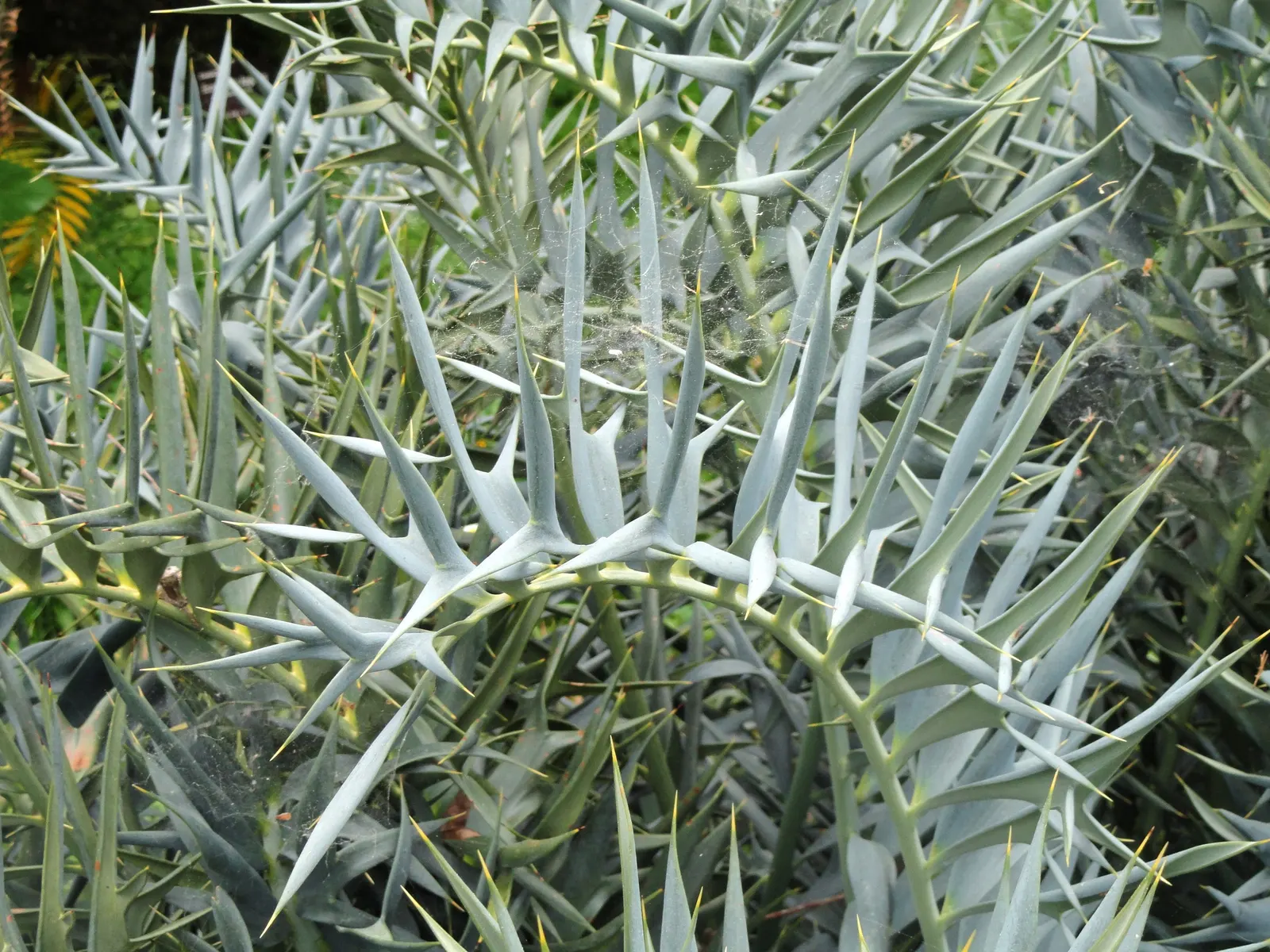 Bread Palm (Encephalartos Altensteinii) — When designing a landscape; it thrives in USDA hardiness zones 9 to 11 and prefers full sun to light, image 106