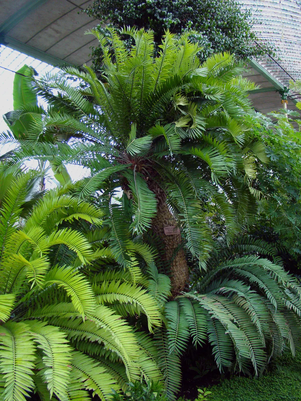 Bread Palm (Encephalartos Altensteinii) — arching blue-green leaves stretching up to 6 feet long.<br><br>This prehistoric species; its striking, image 120