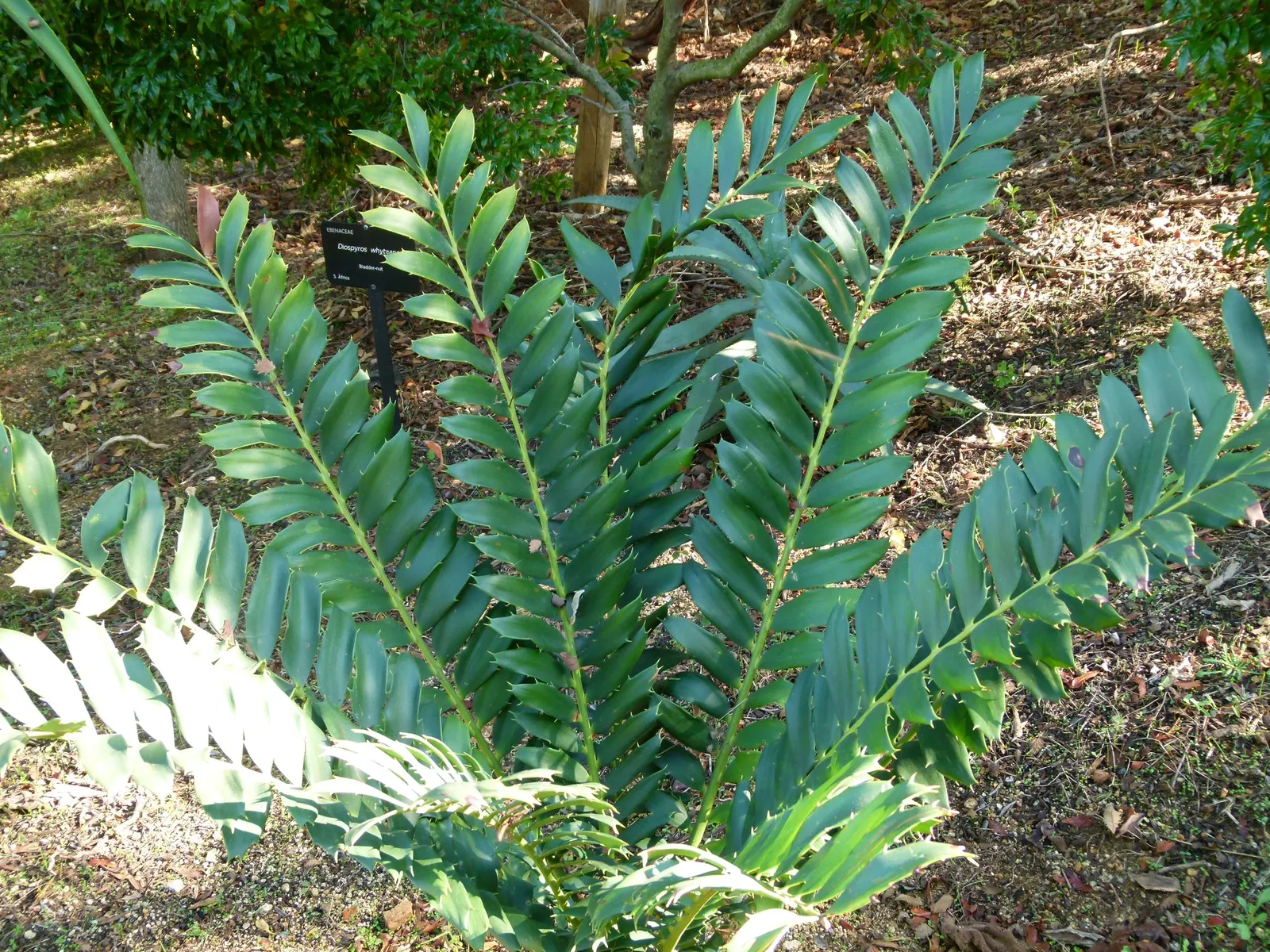 Bread Palm (Encephalartos Altensteinii) — is an impressive and striking addition to any landscape