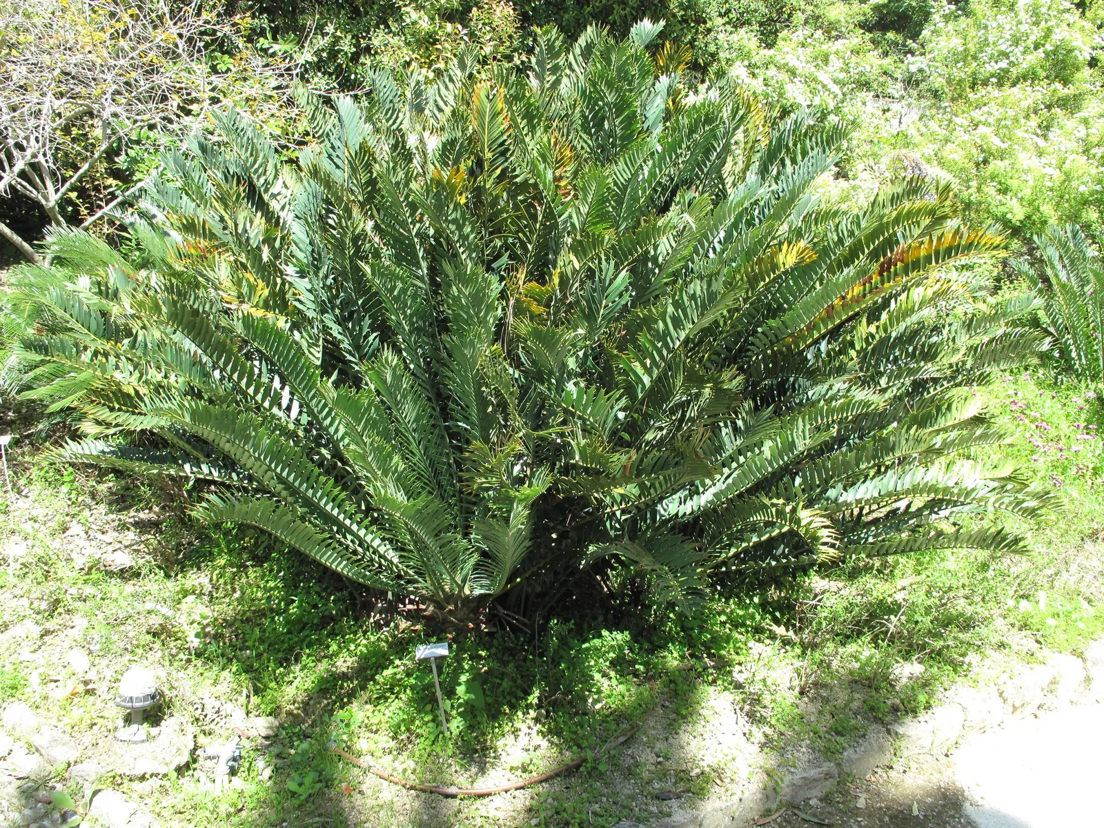 Bread Palm (Encephalartos Altensteinii) — making it ideal for xeriscaping or regions with water restrictions