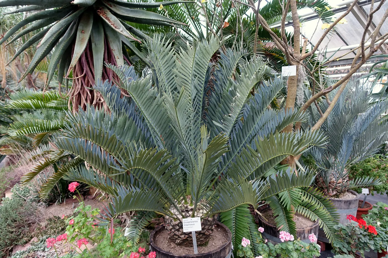 Bread Palm (Encephalartos Altensteinii) — is an impressive and striking addition to any landscape; arching blue-green leaves stretching up to 6 feet, image 115