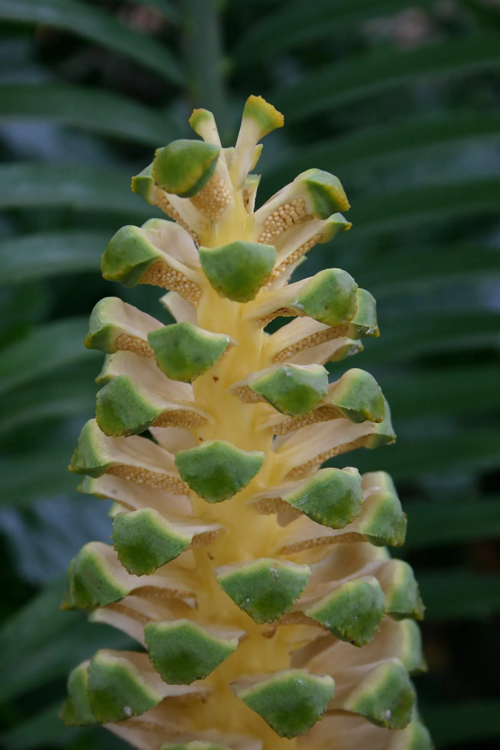 Bread Palm (Encephalartos Altensteinii) — Cold-tolerant to around 20-25&deg;F, it's an impressive, slow-growing specimen for warm regions