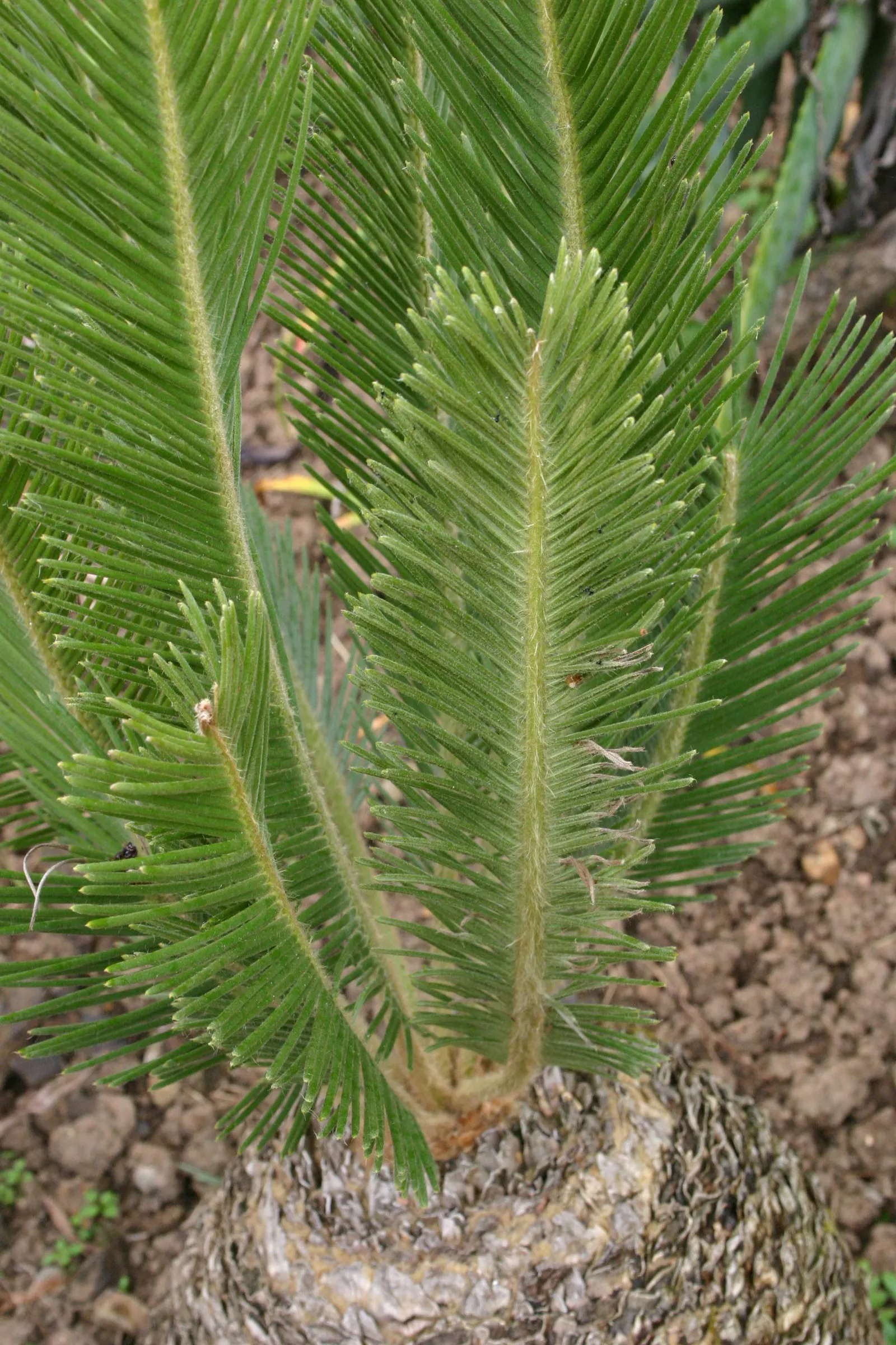 Bread Palm (Encephalartos Altensteinii) — consider its eventual size and incorporate sufficient space to accommodate its wide leaf spread