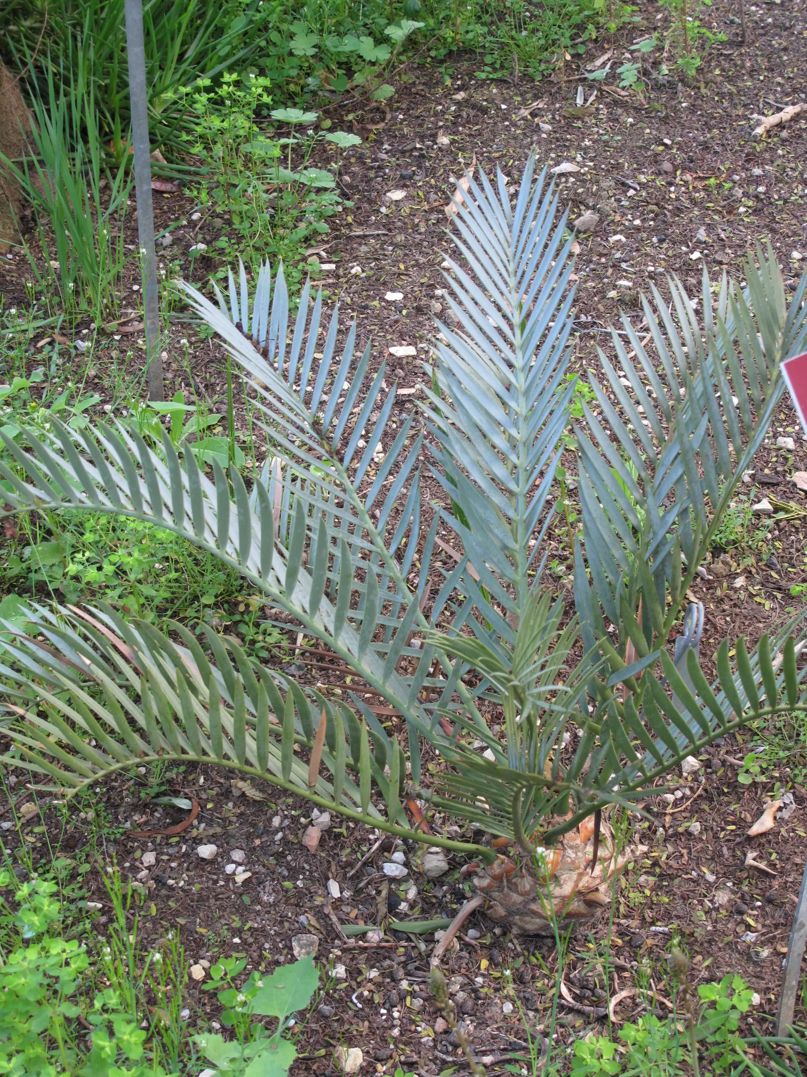 Bread Palm (Encephalartos Altensteinii) — which can grow to 2 feet in diameter
